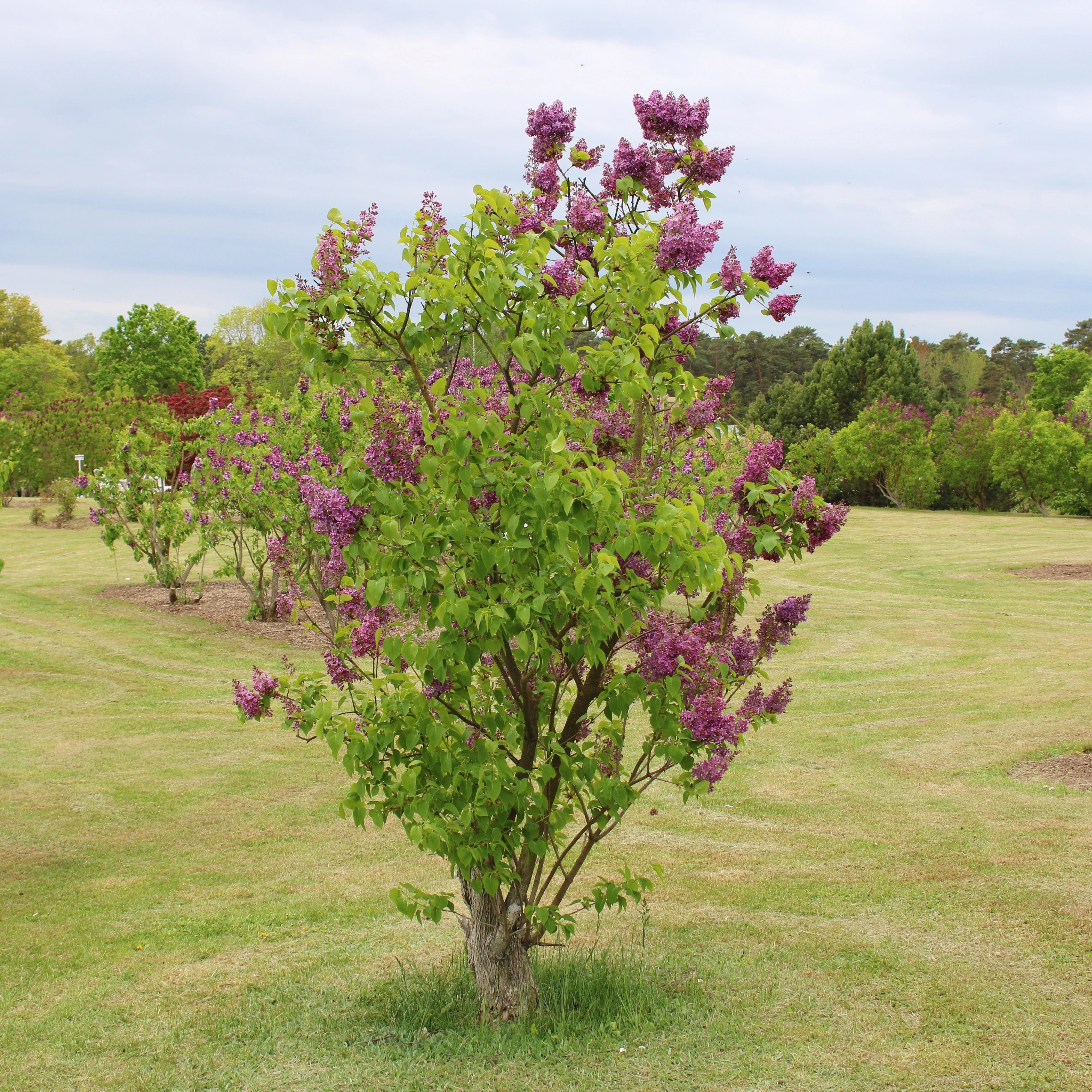 Lilas double rouge - Image 2