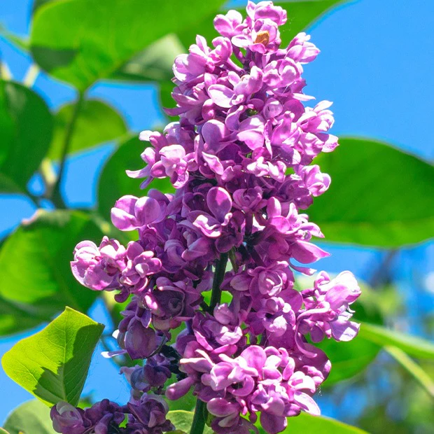 Lilas double rouge - Image 5