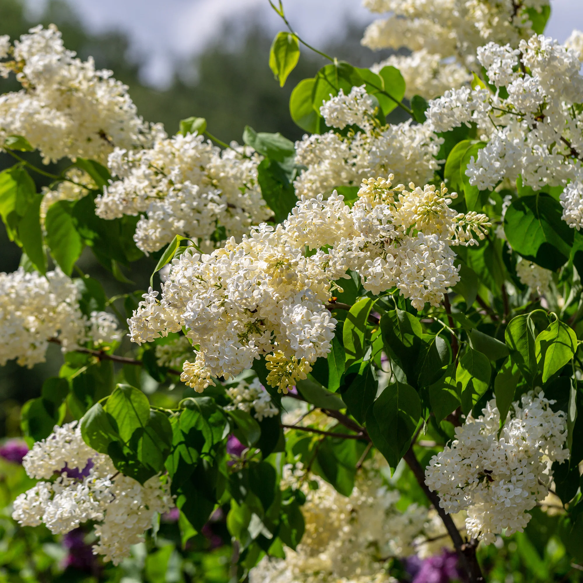 Lilas jaune - Image 2