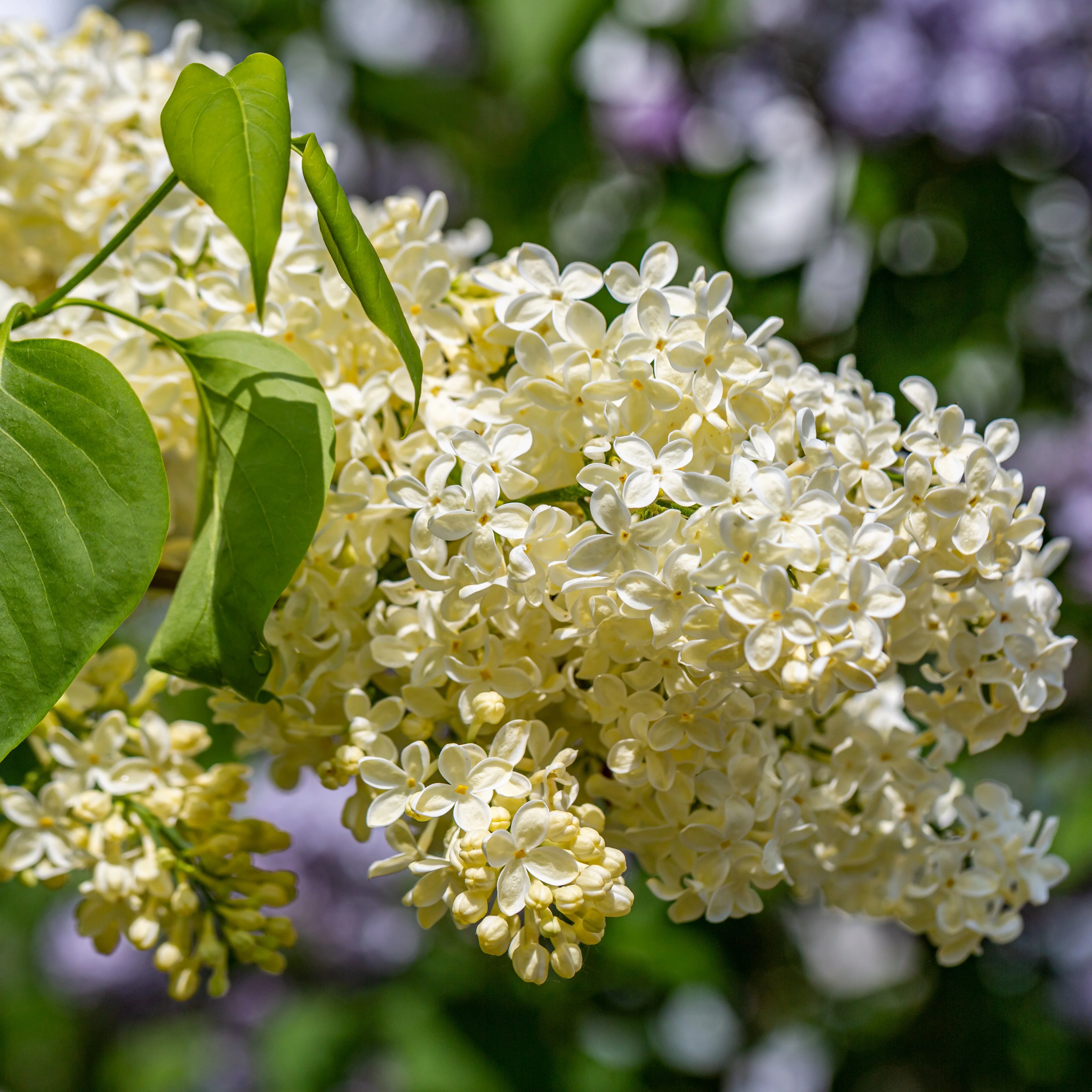 Lilas jaune - Image 3