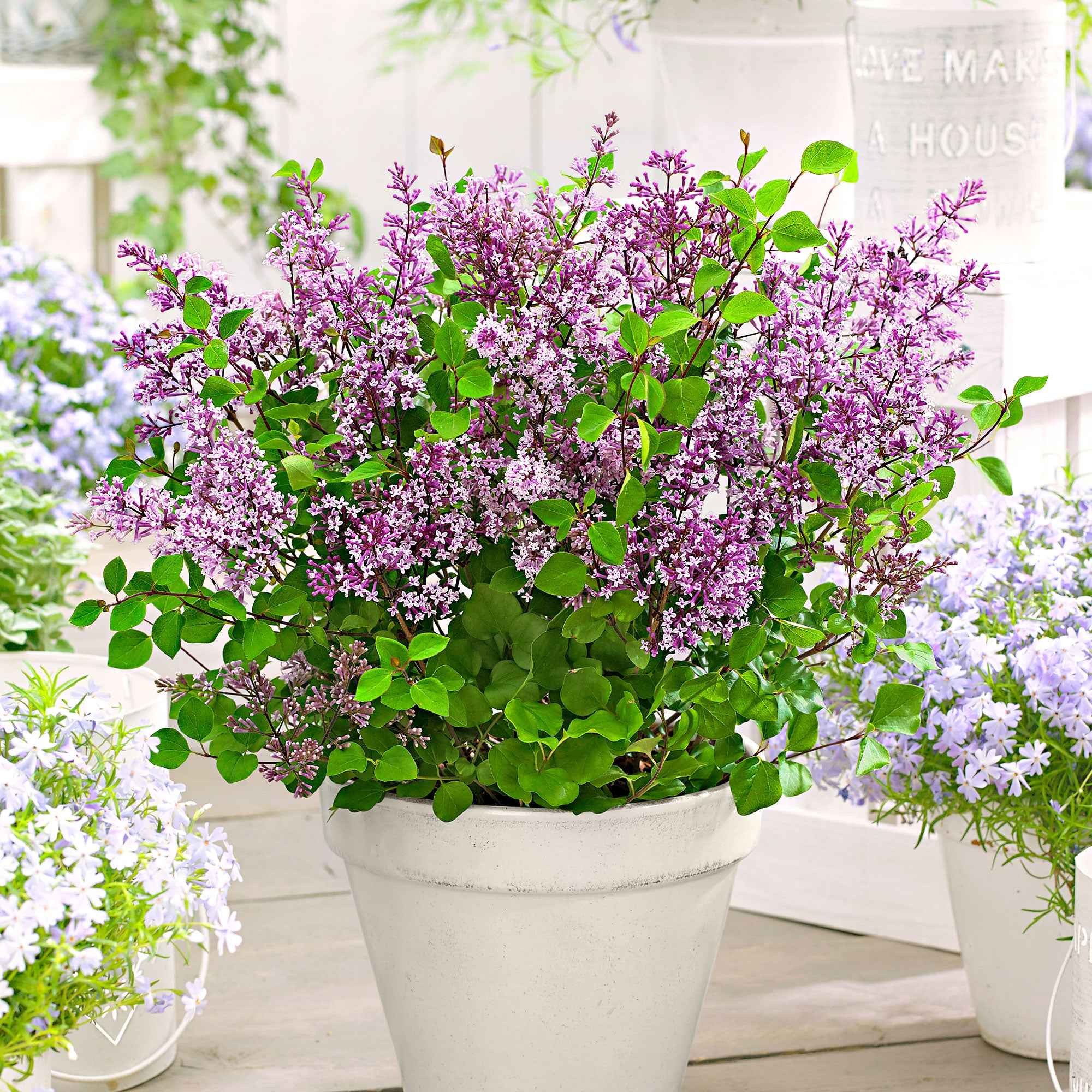 Lilas nain 'Dark Purple'