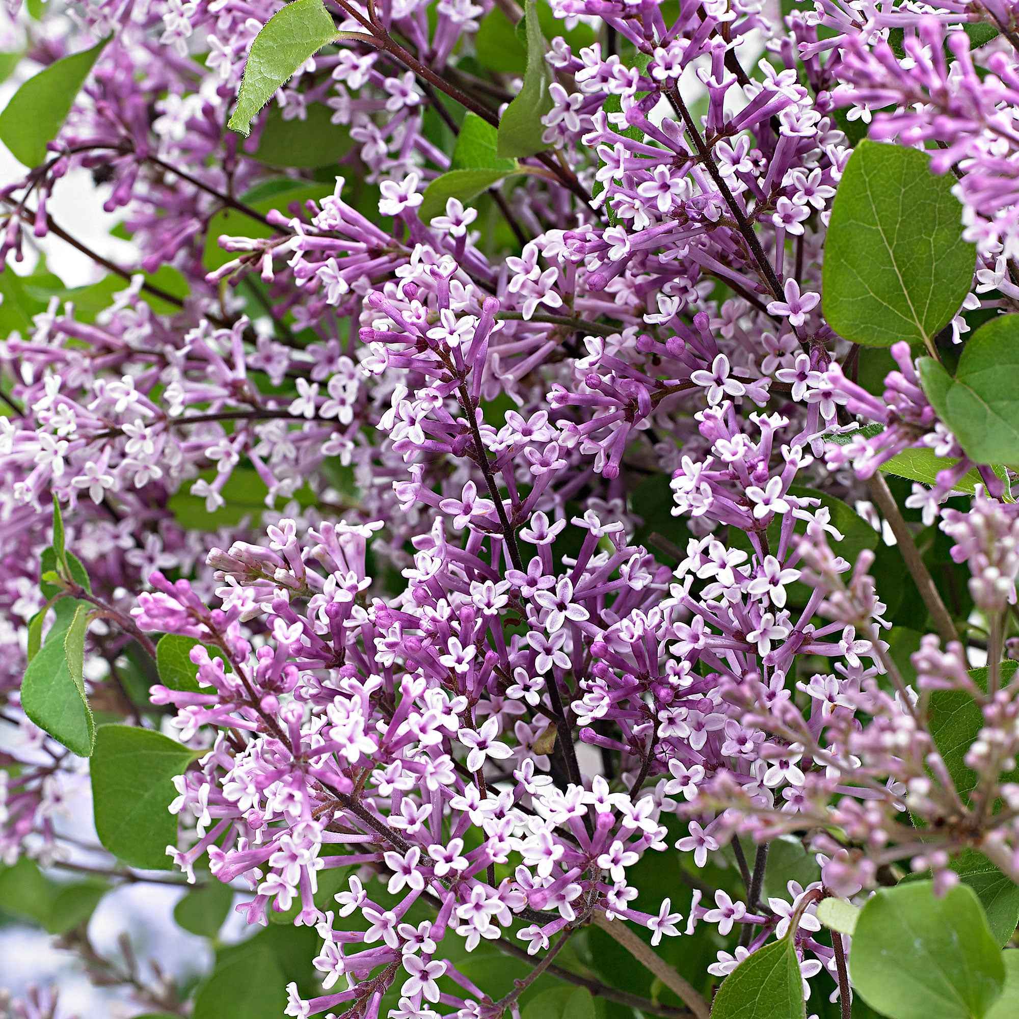 Lilas nain 'Dark Purple' - Image 2