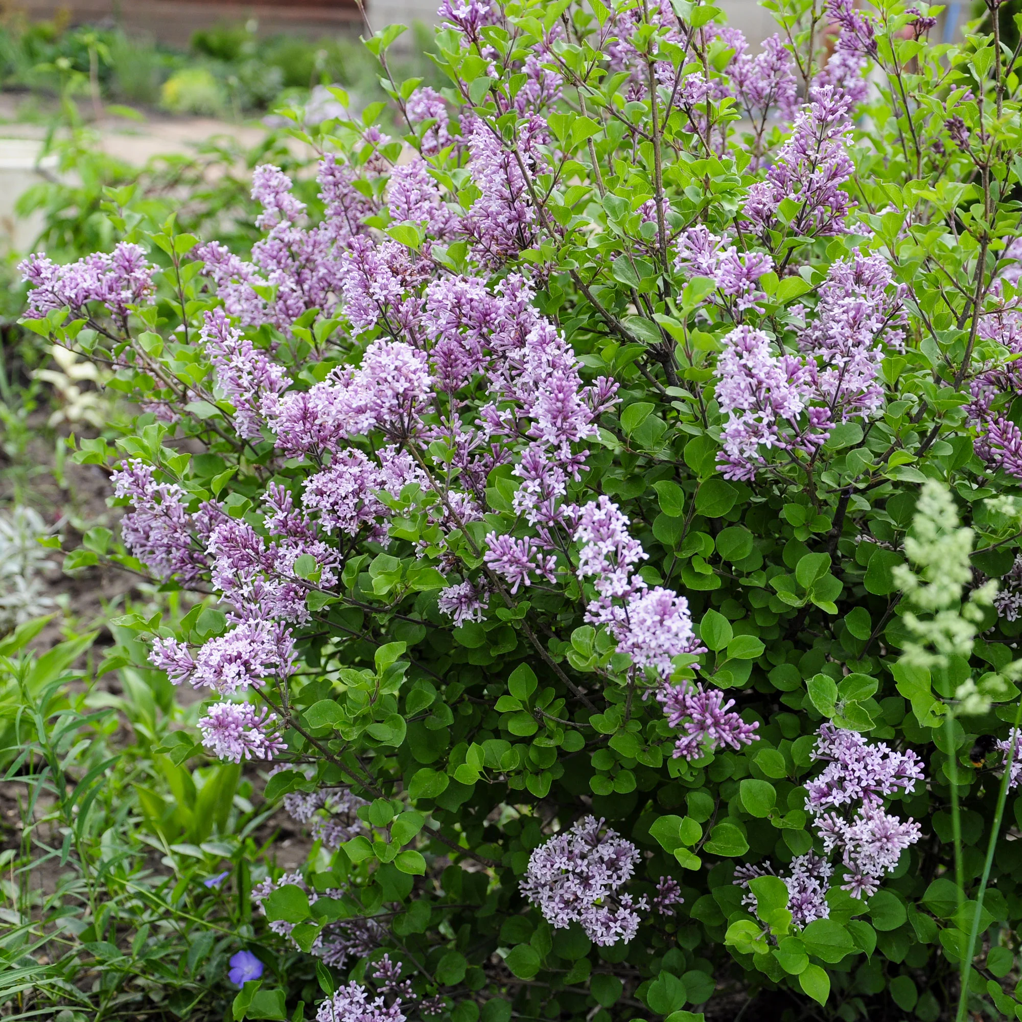 Lilas nain 'Dark Purple' - Image 3
