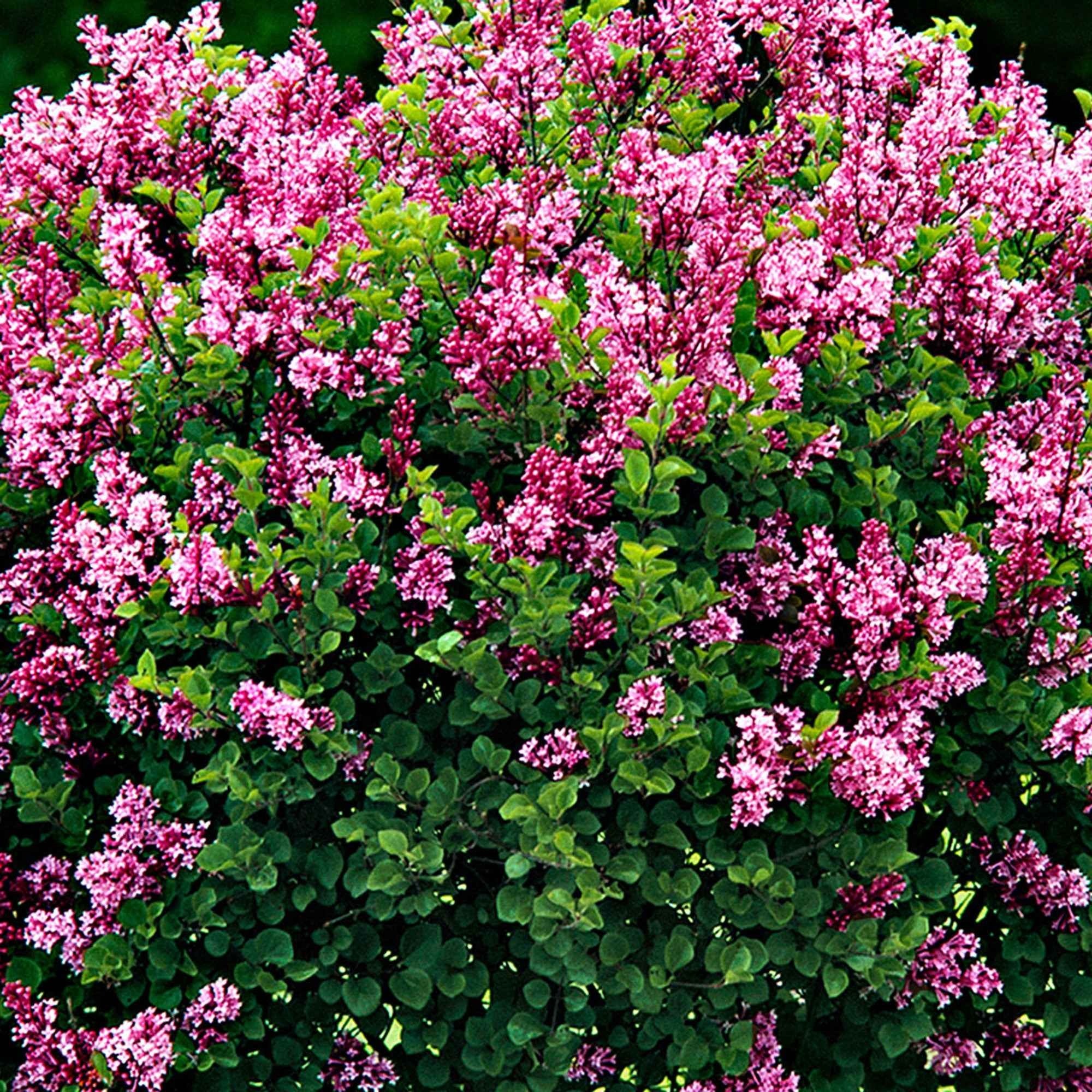 Lilas nain 'Palibin' sur tige - Image 3