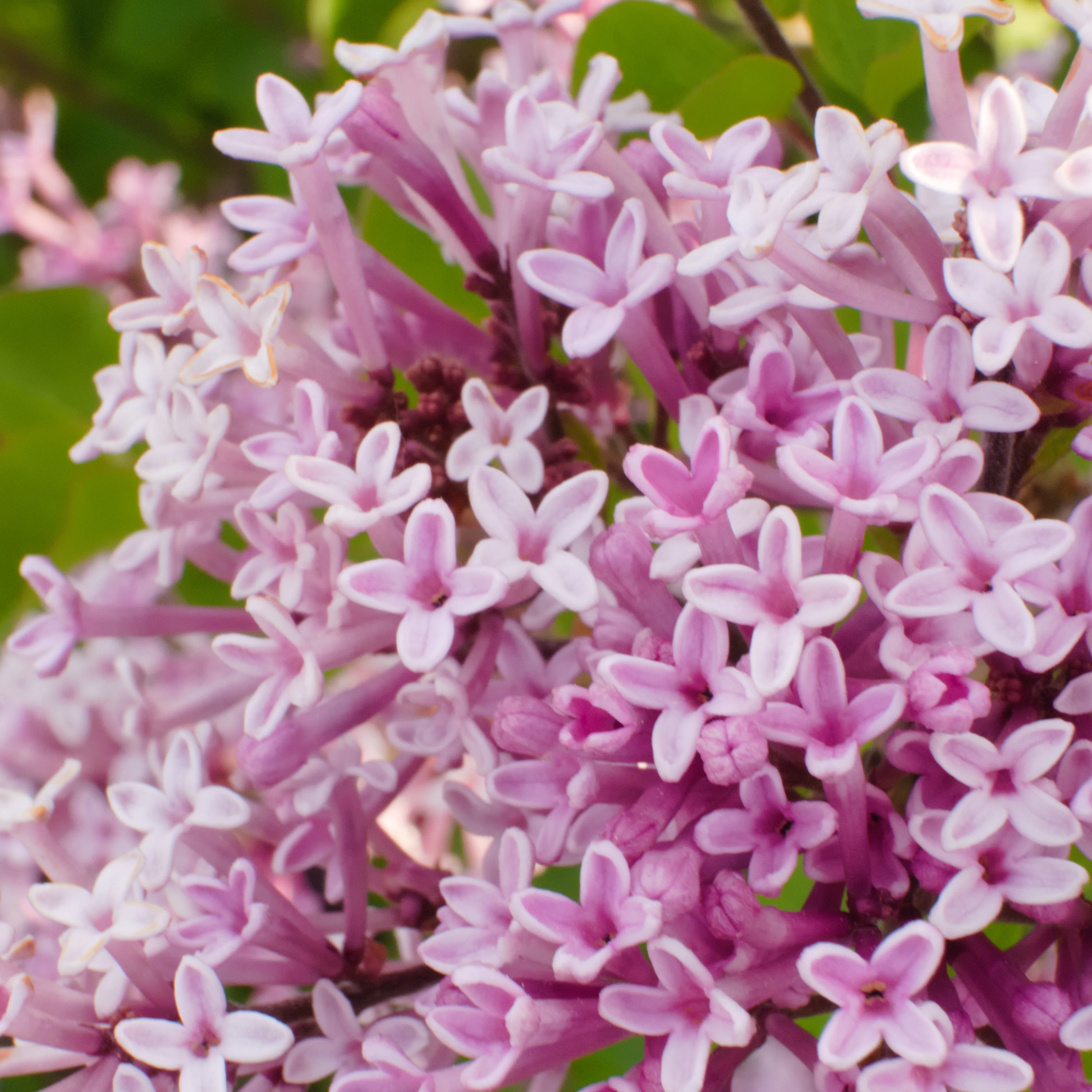 Lilas nain 'Palibin' sur tige - Image 4