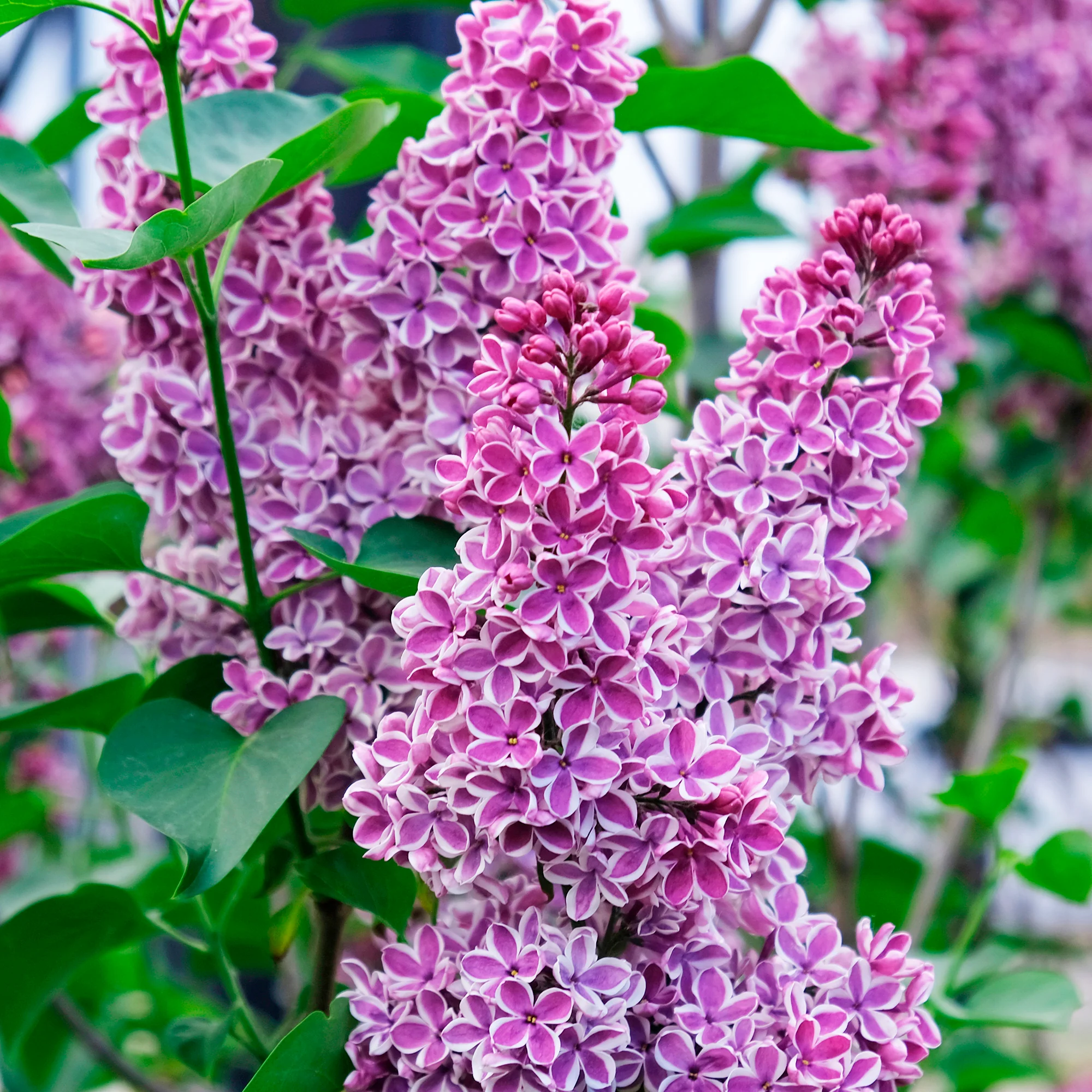 Lilas Sensation