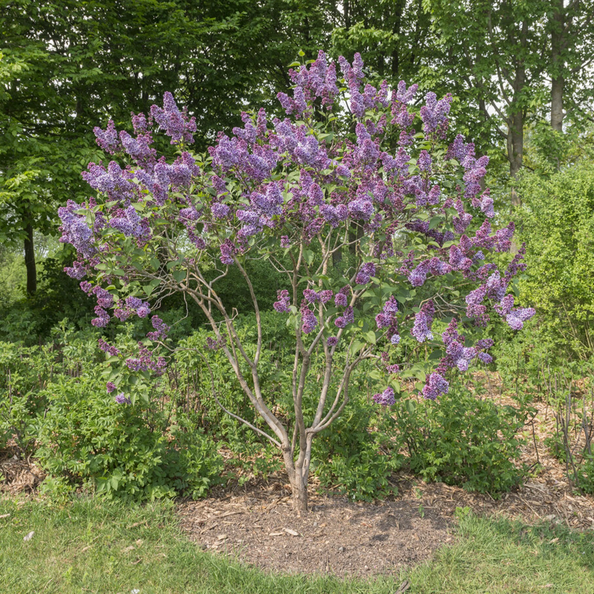 Lilas Sensation - Image 2