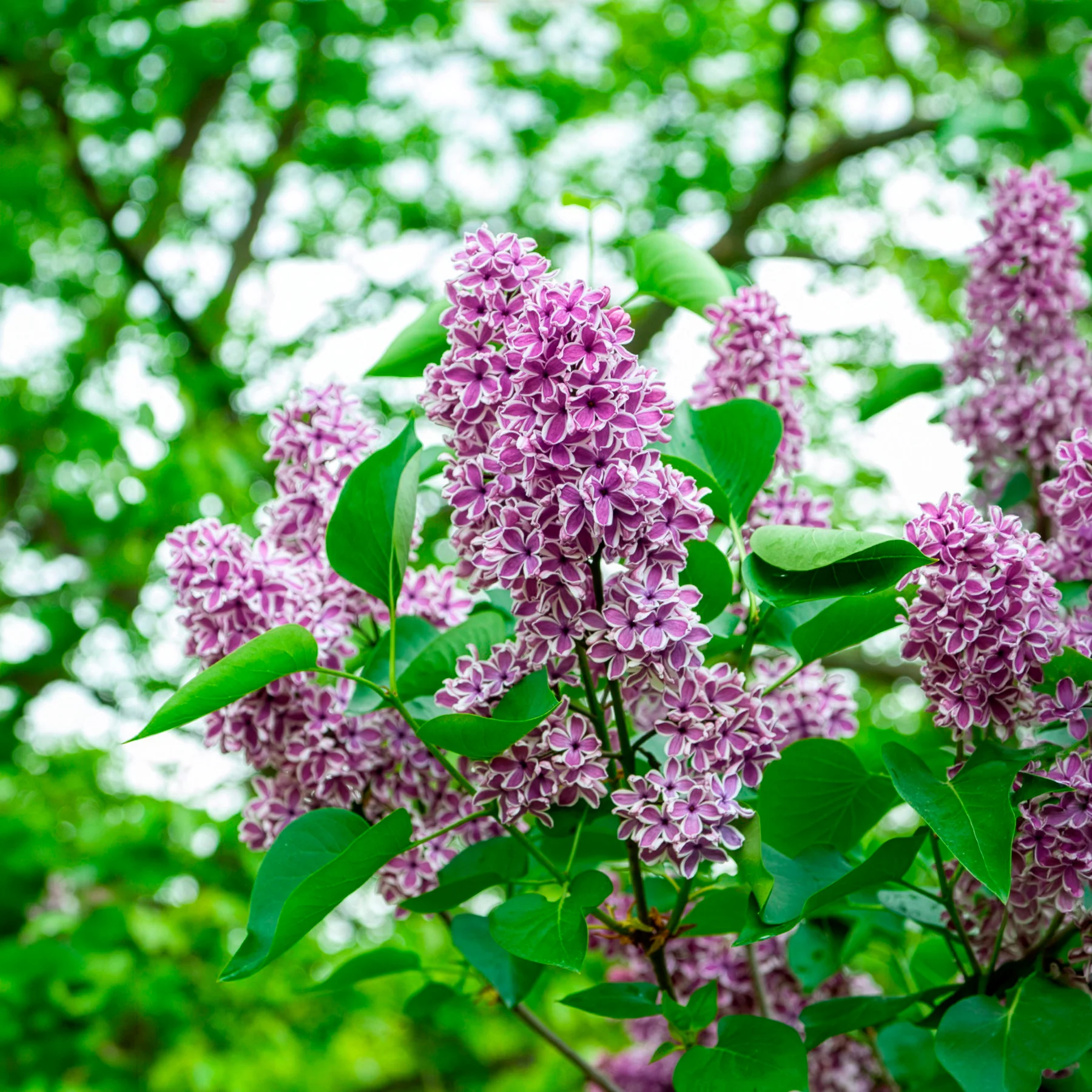 Lilas Sensation - Image 3