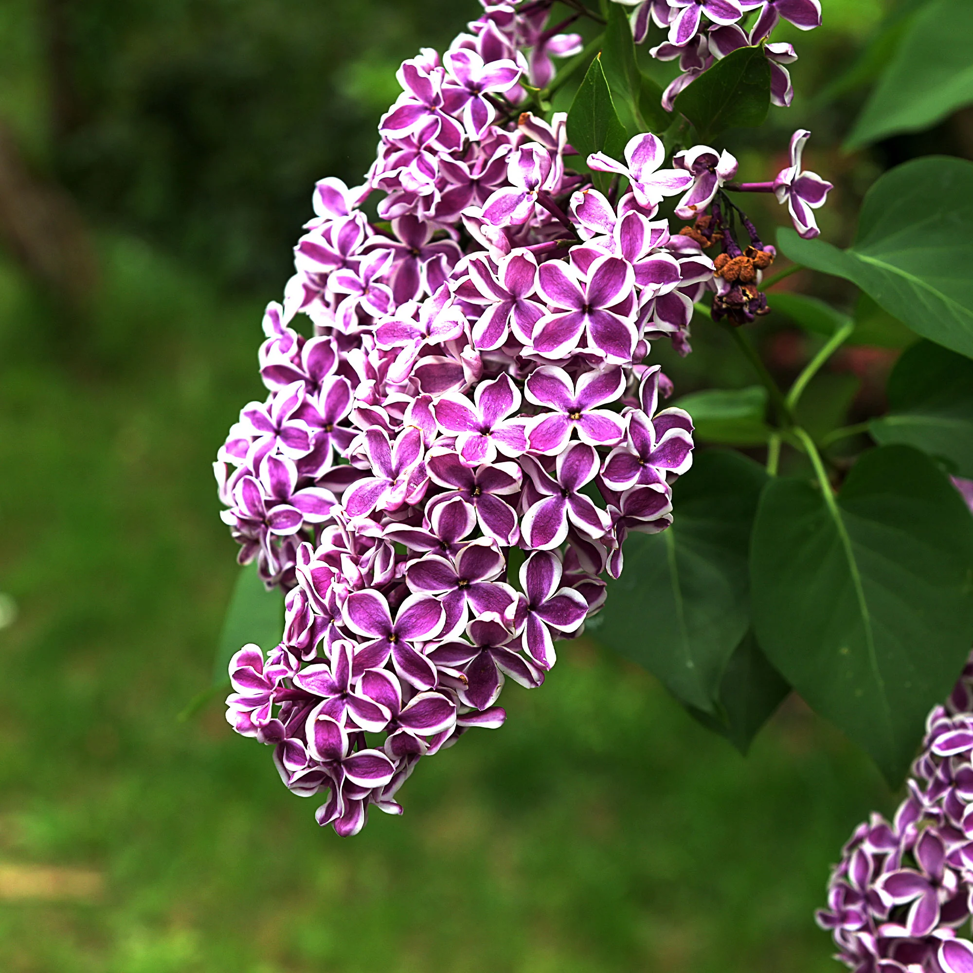 Lilas Sensation - Image 4