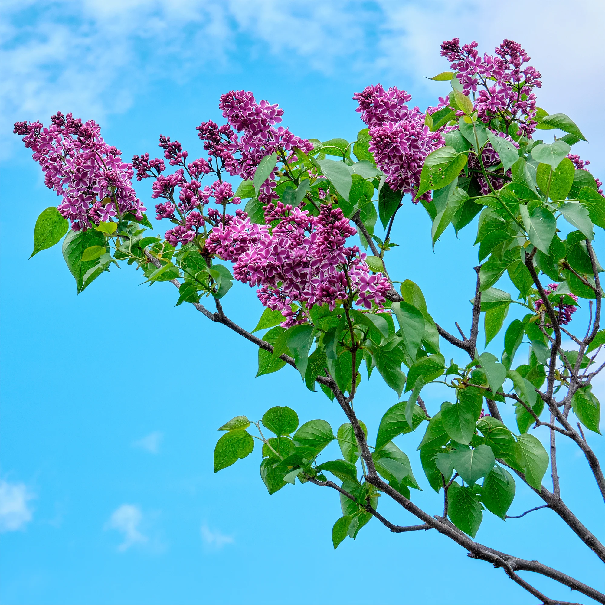 Lilas Sensation - Image 5