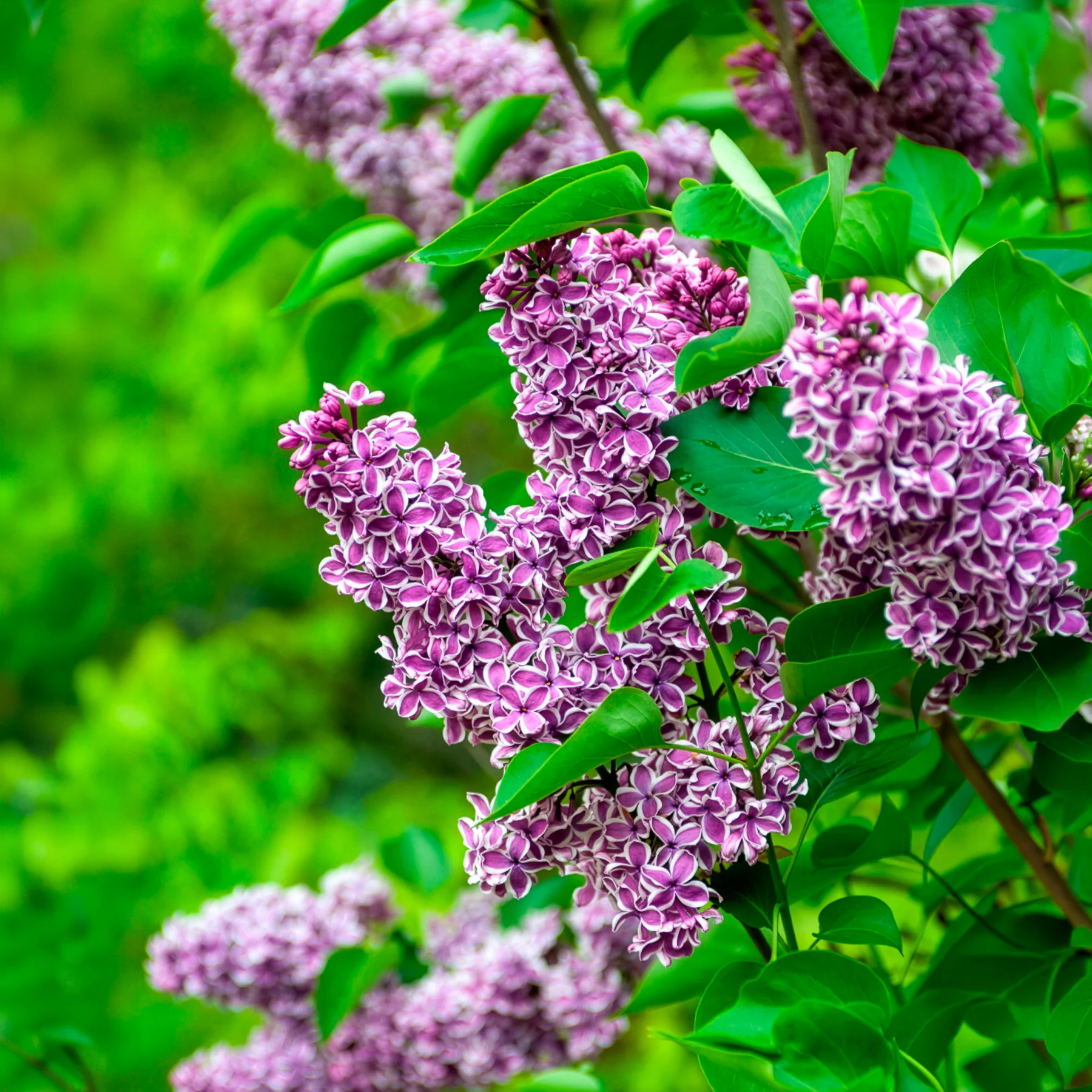 Lilas Sensation - Image 6