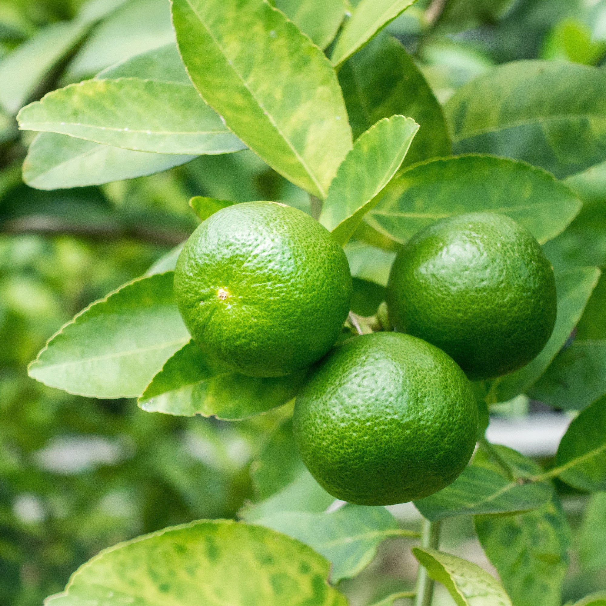Citron vert - Image 3