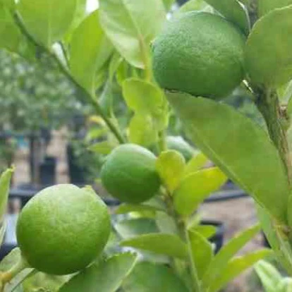 Citron vert - Image 5