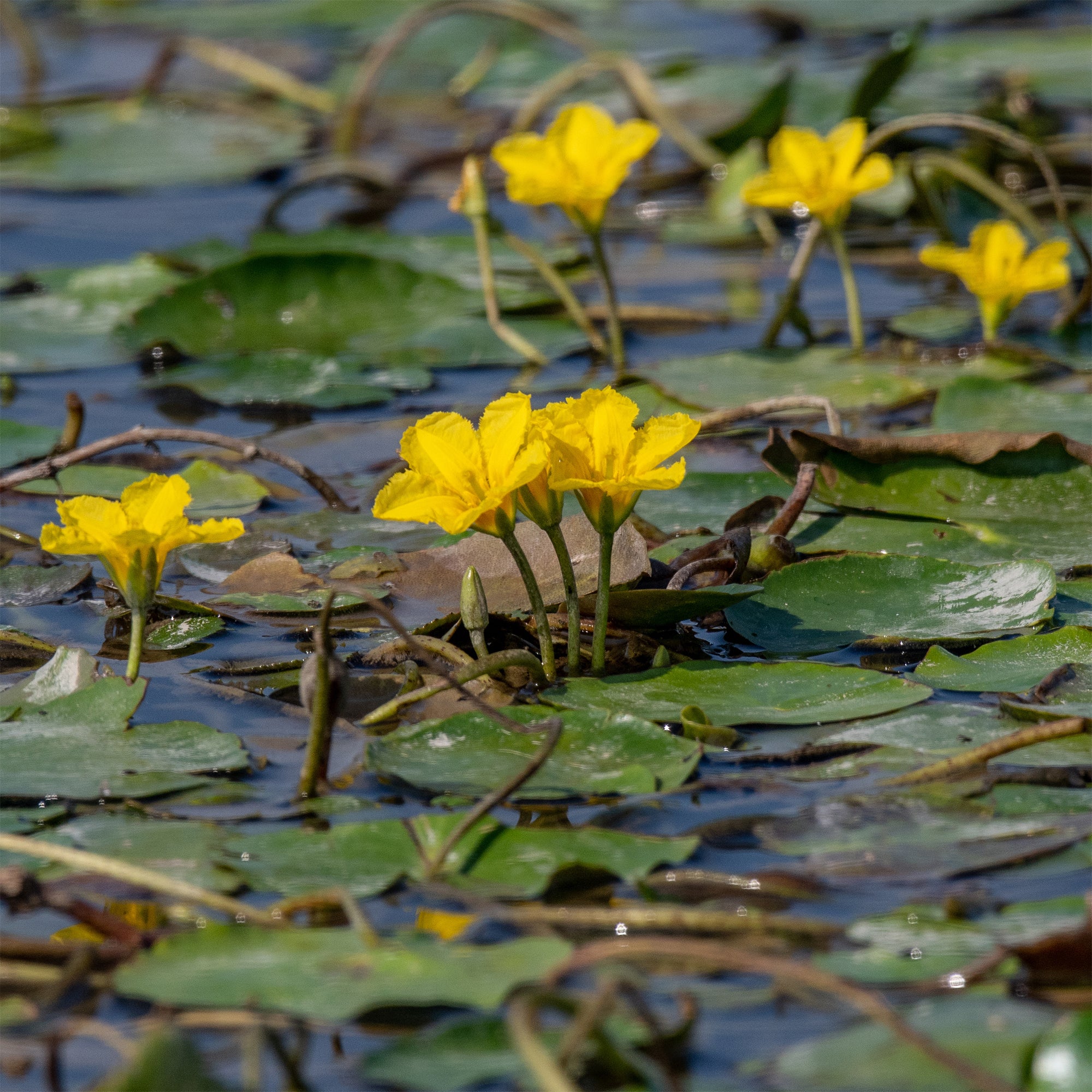 Limnanthème faux-nénuphar - Image 2