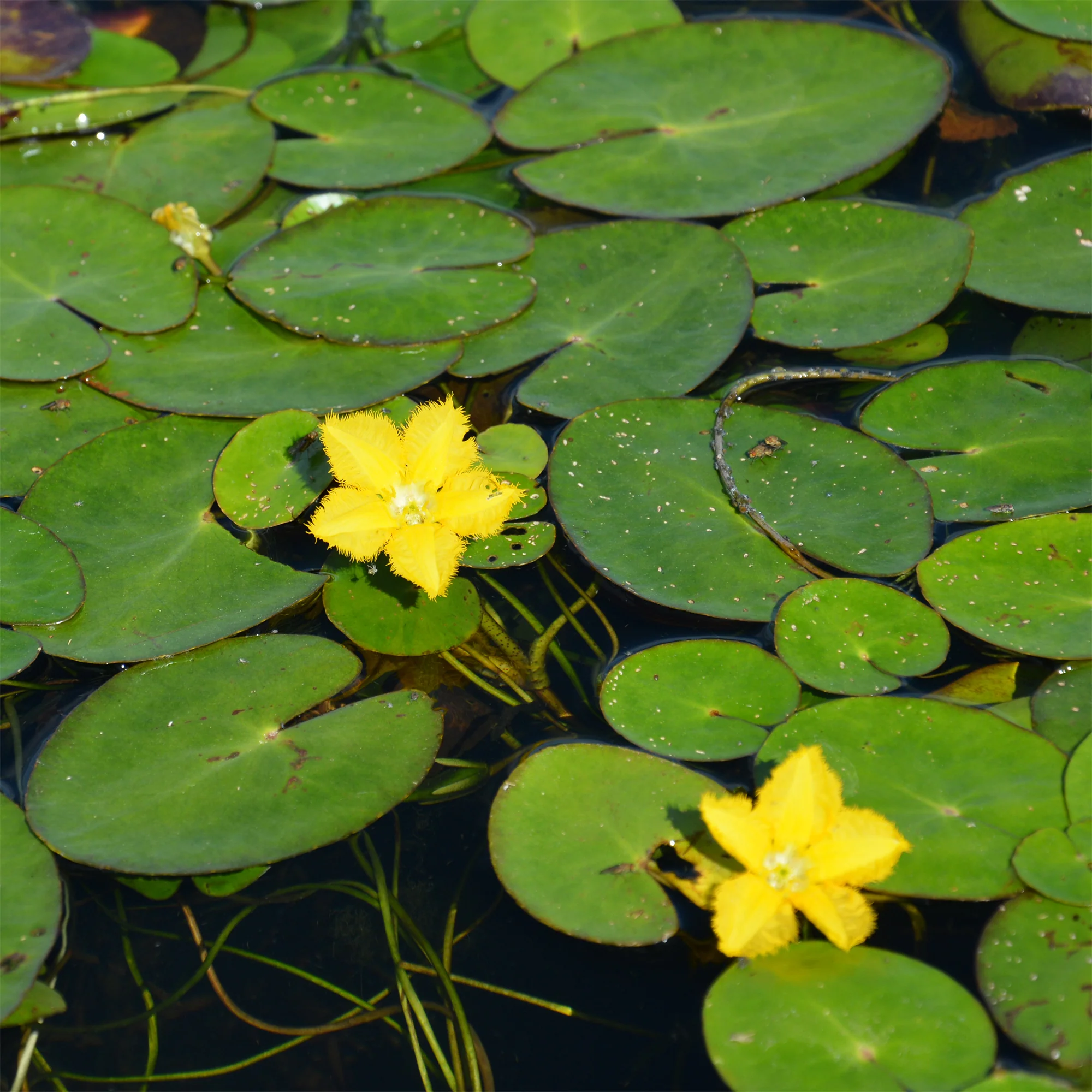Limnanthème faux-nénuphar - Image 3