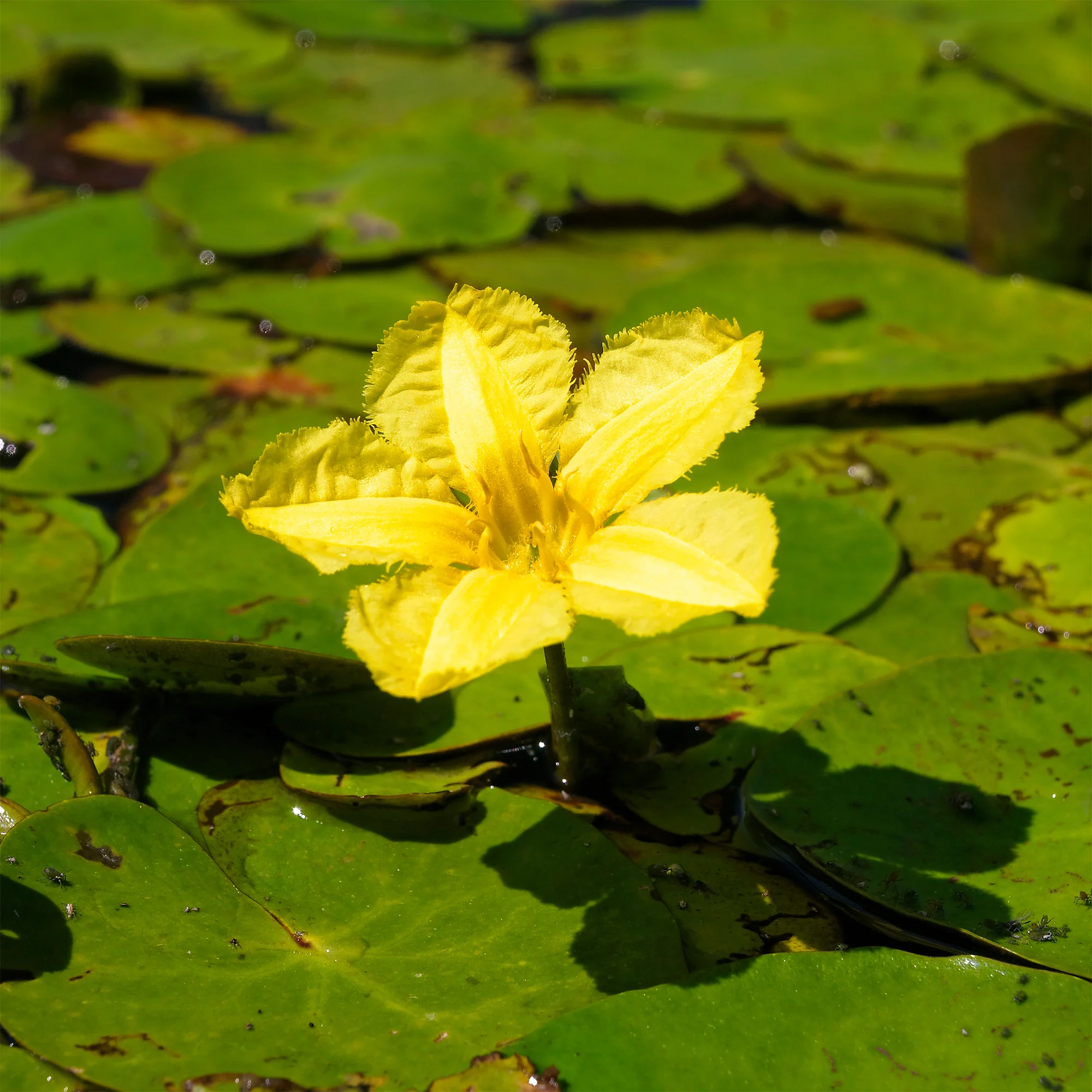 Limnanthème faux-nénuphar - Image 4