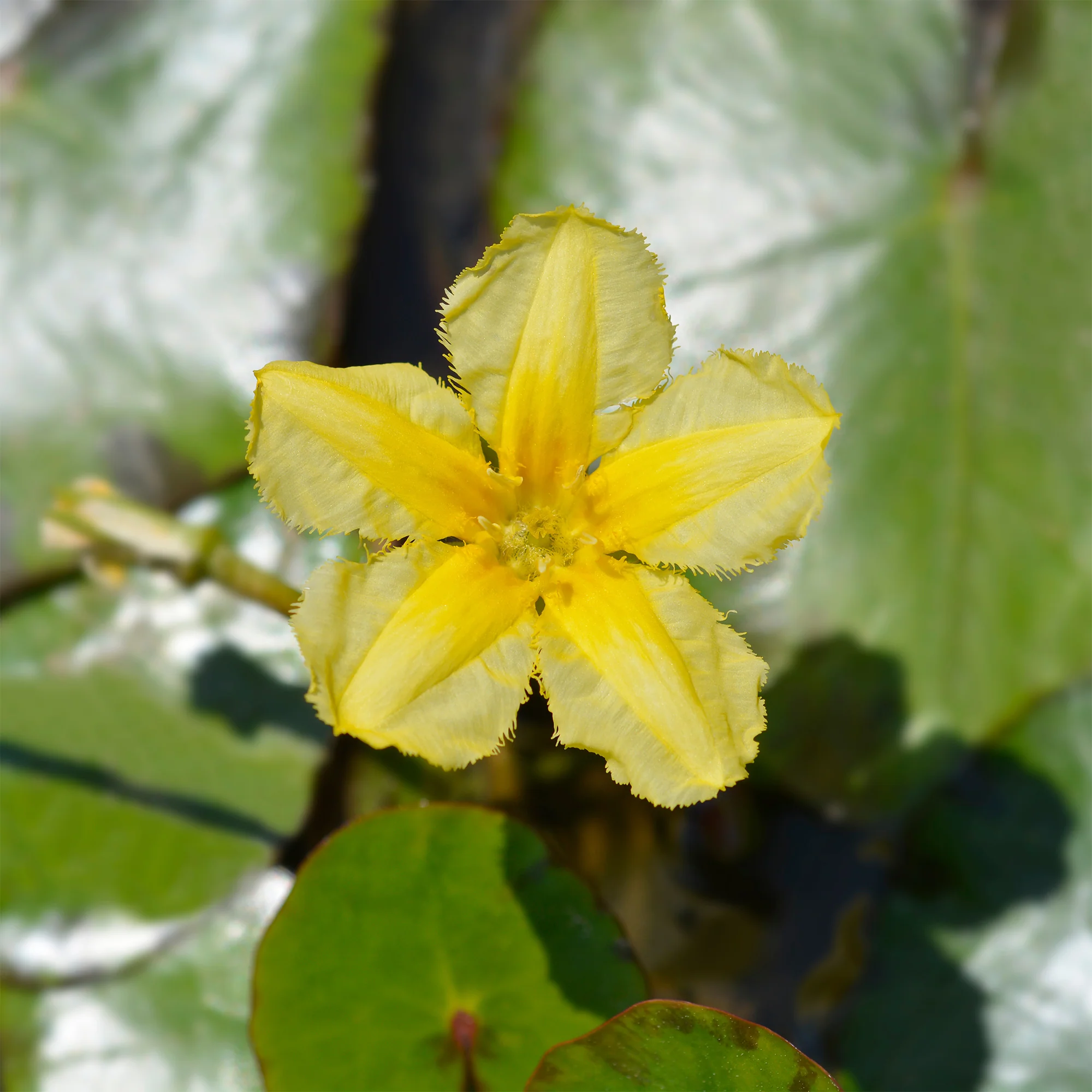 Limnanthème faux-nénuphar - Image 5