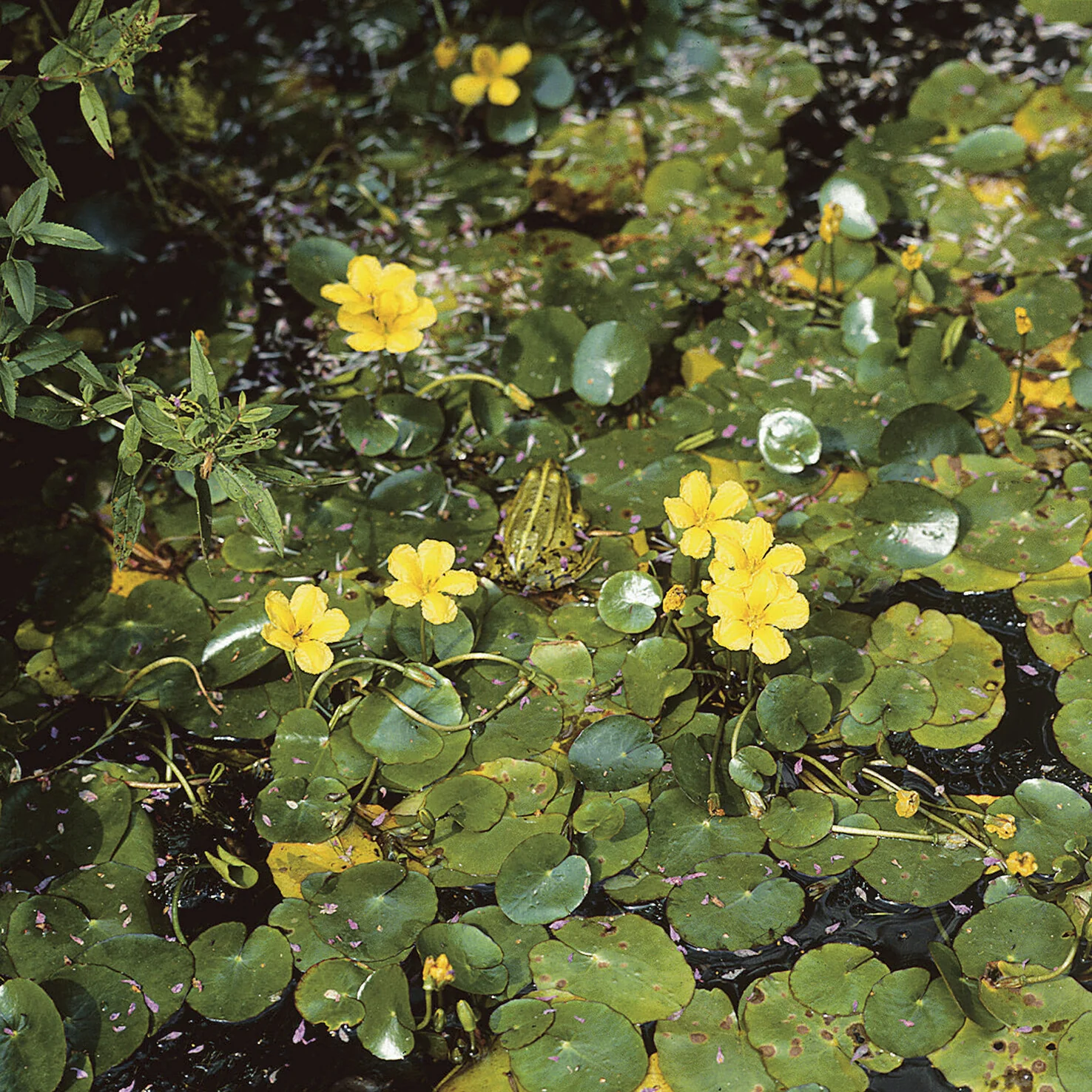 Limnanthème faux-nénuphar - Image 6