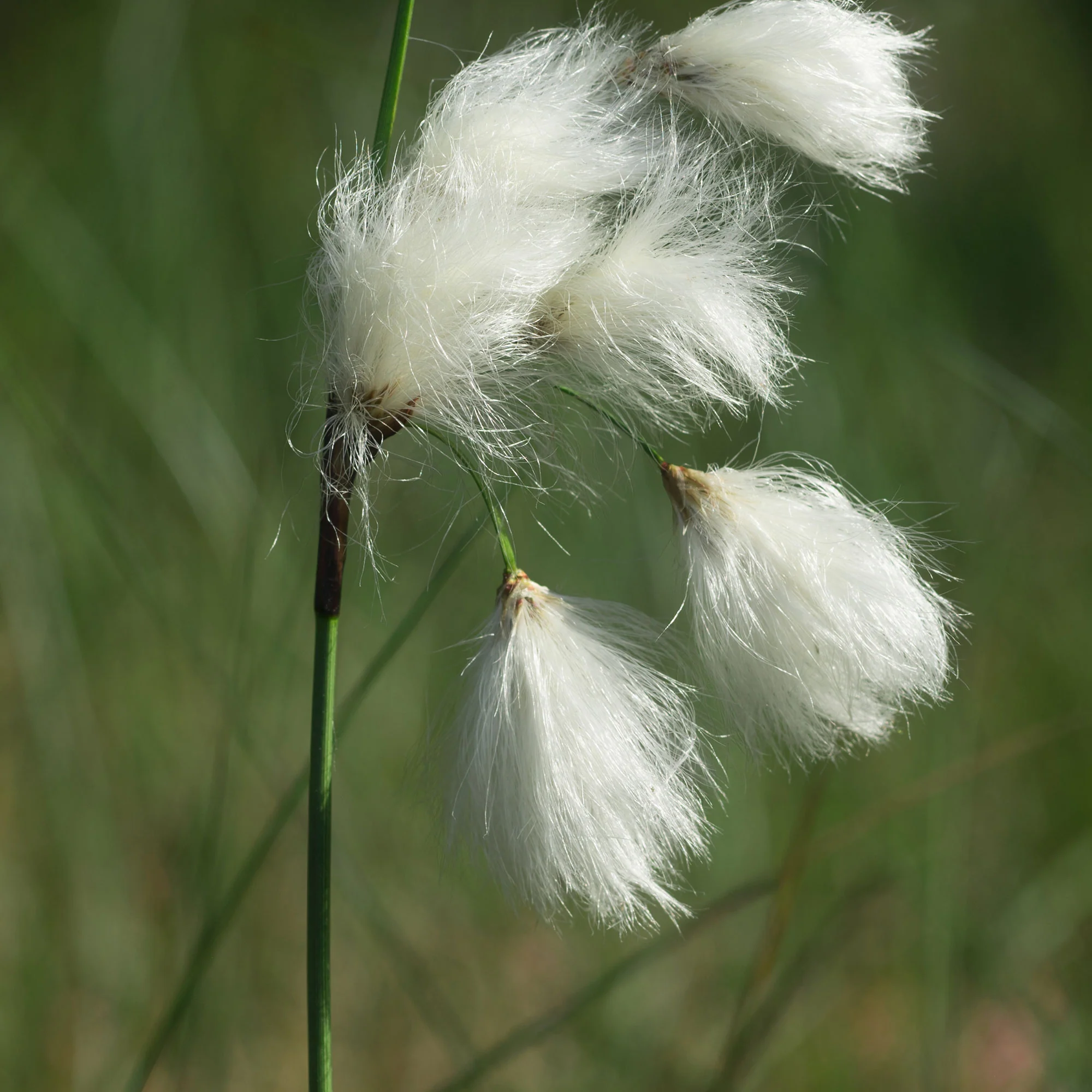 Linaigrette à feuilles étroites - Image 3