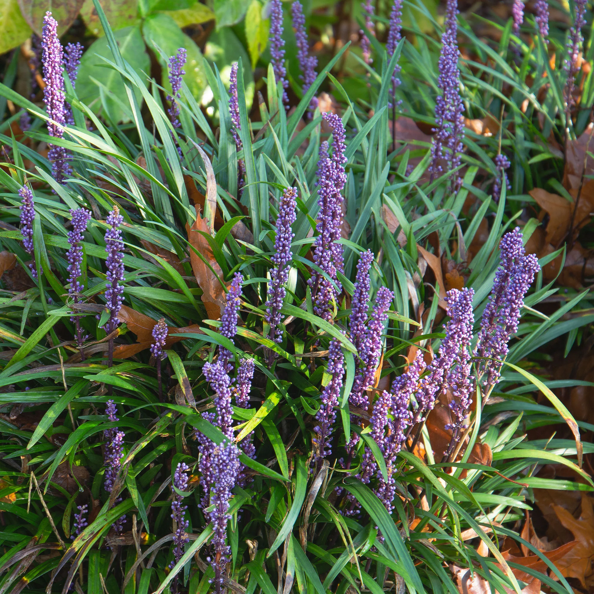 Liriope Evergreen Giant Faux-muscari géant persistant