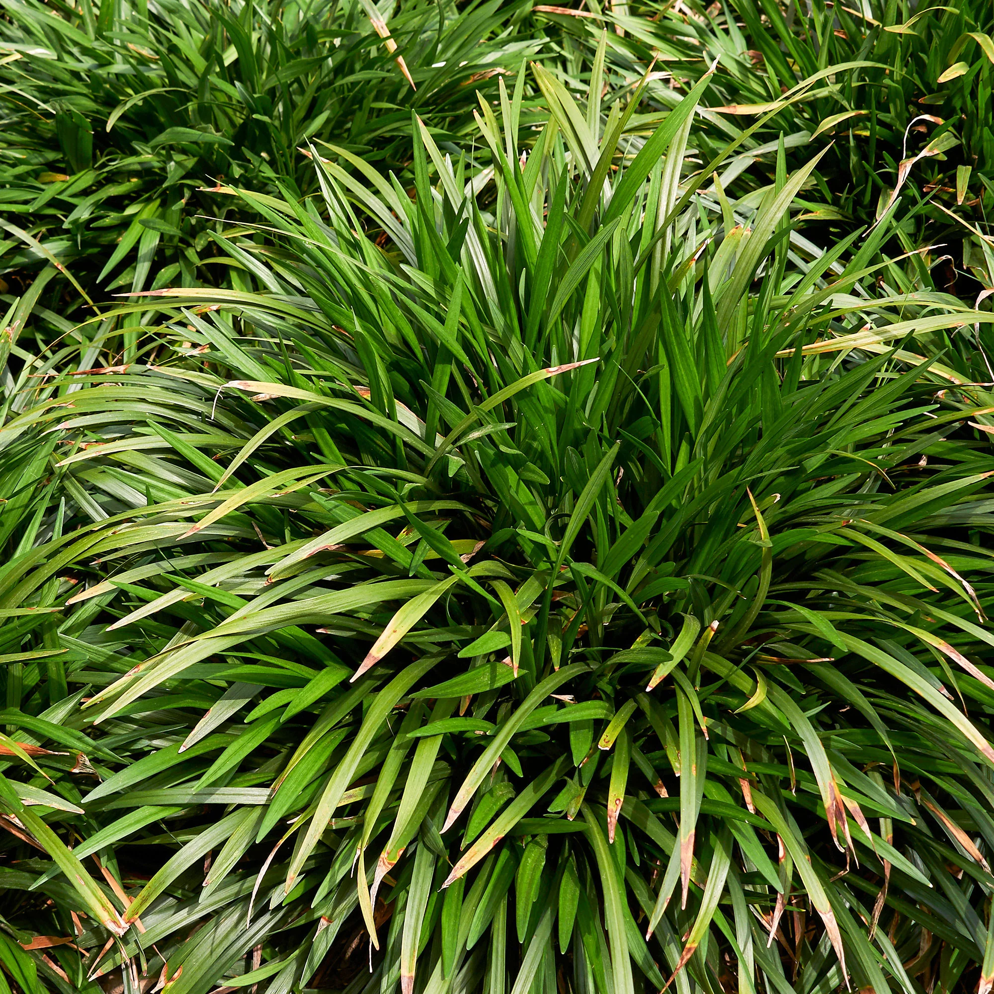 Liriope Evergreen Giant Faux-muscari géant persistant - Image 2