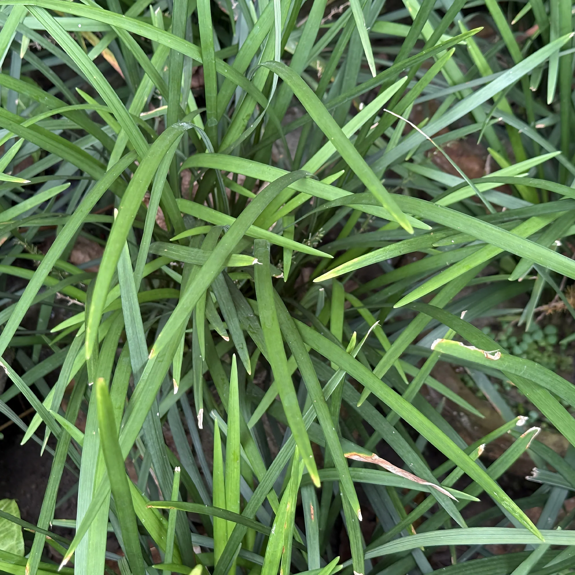 Liriope Evergreen Giant Faux-muscari géant persistant - Image 3