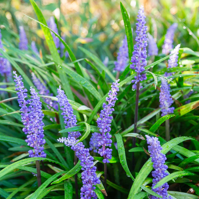 Liriope muscari - Image 2