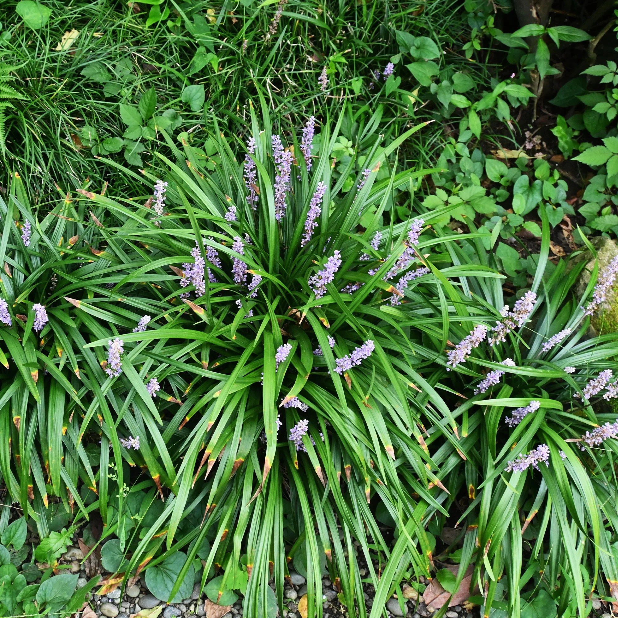 Liriope muscari Big Blue - Image 2