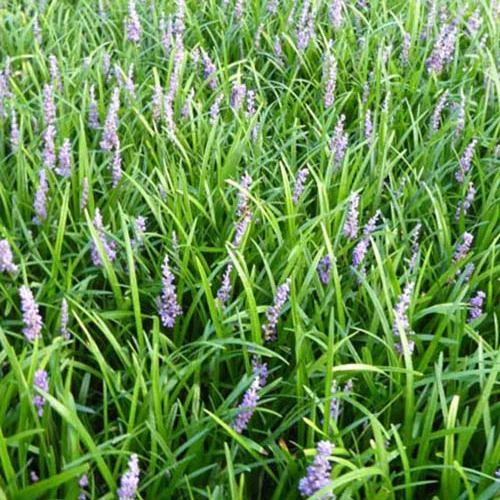 Liriope muscari Big Blue - Image 3