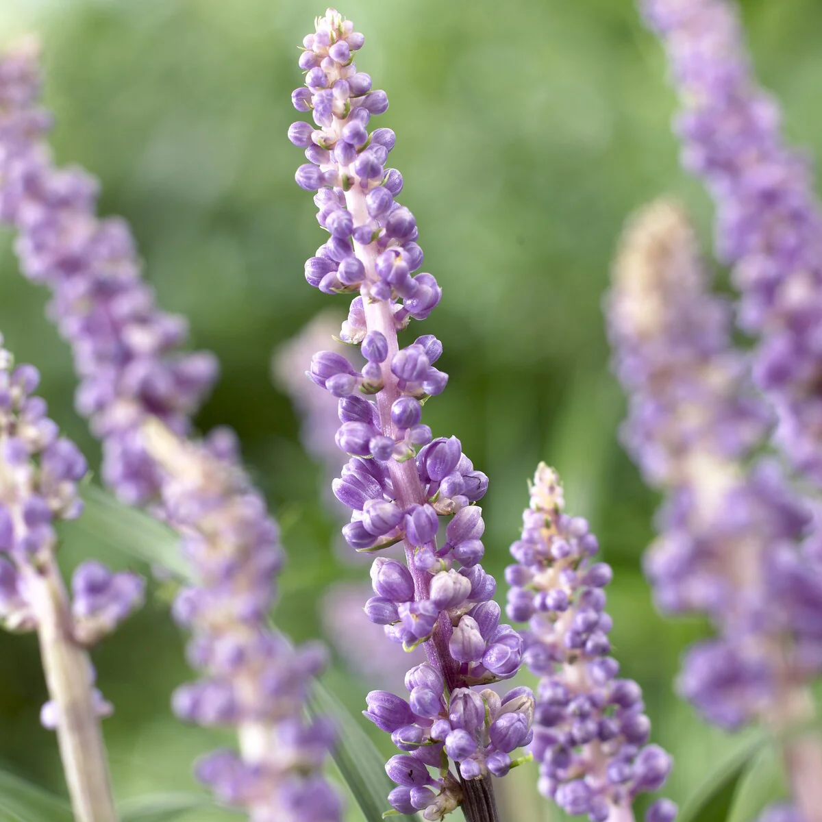 Liriope muscari 'Ingwersen' - Image 3