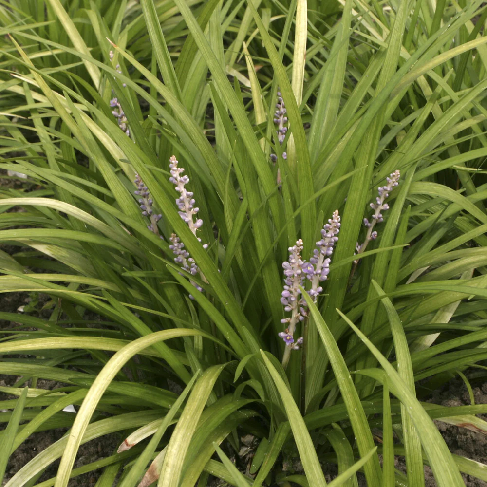 Liriope spicata - Image 2