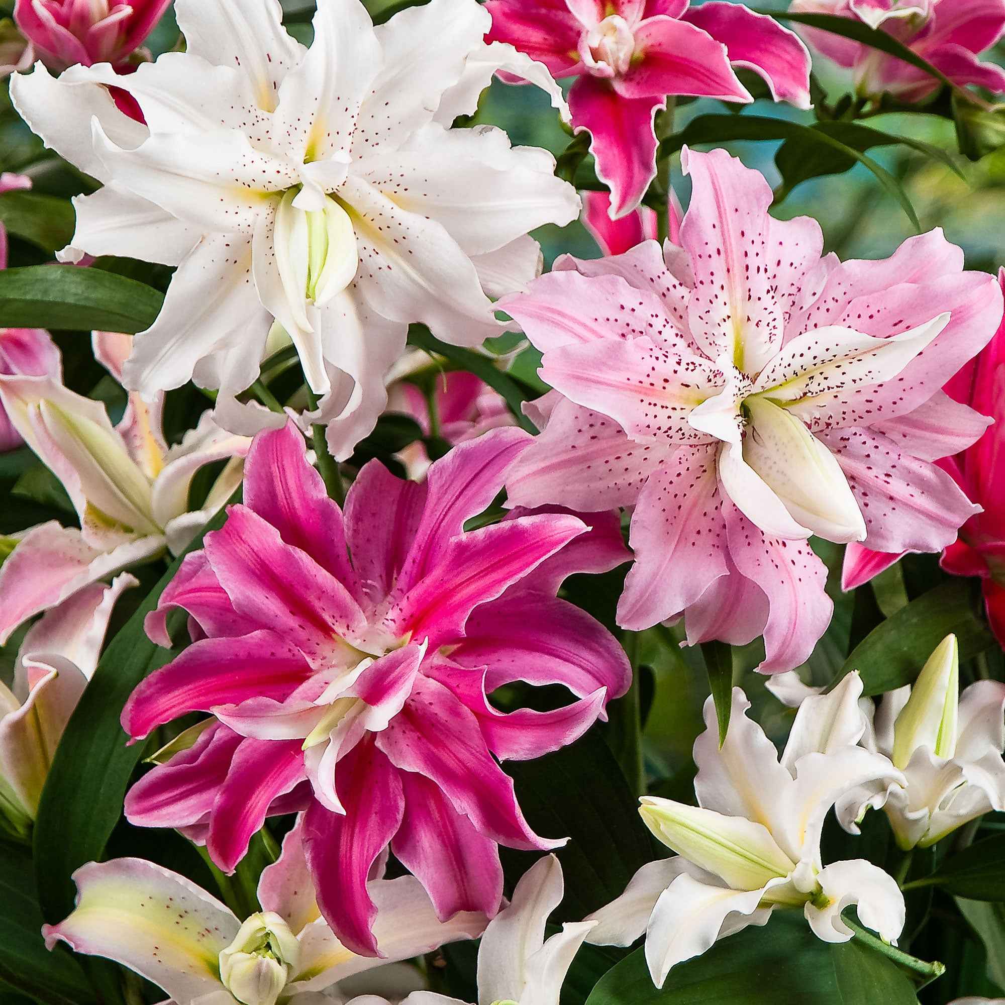 3 Lis à fleurs doubles The Roses en mélange
