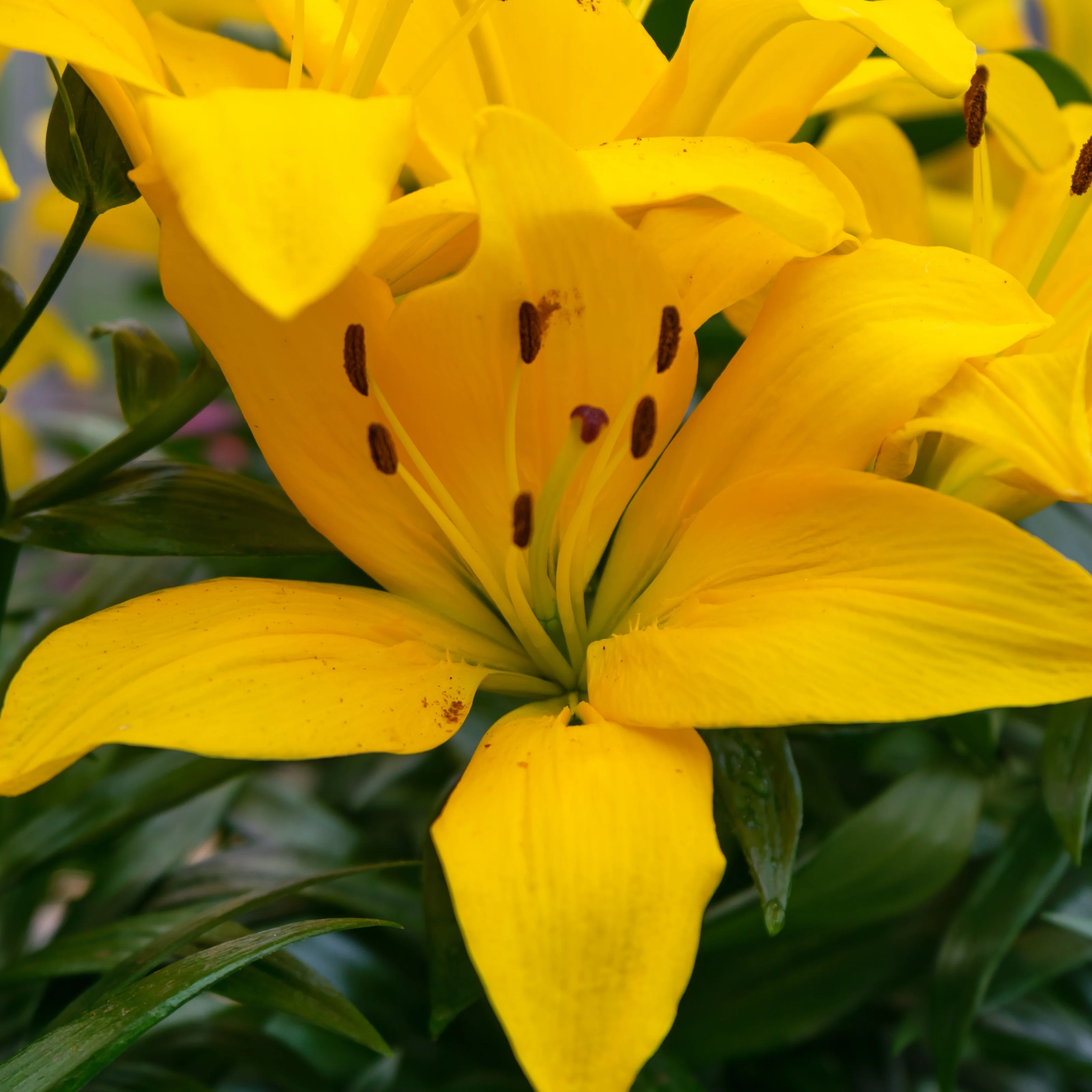 Lis Asiatique yellow