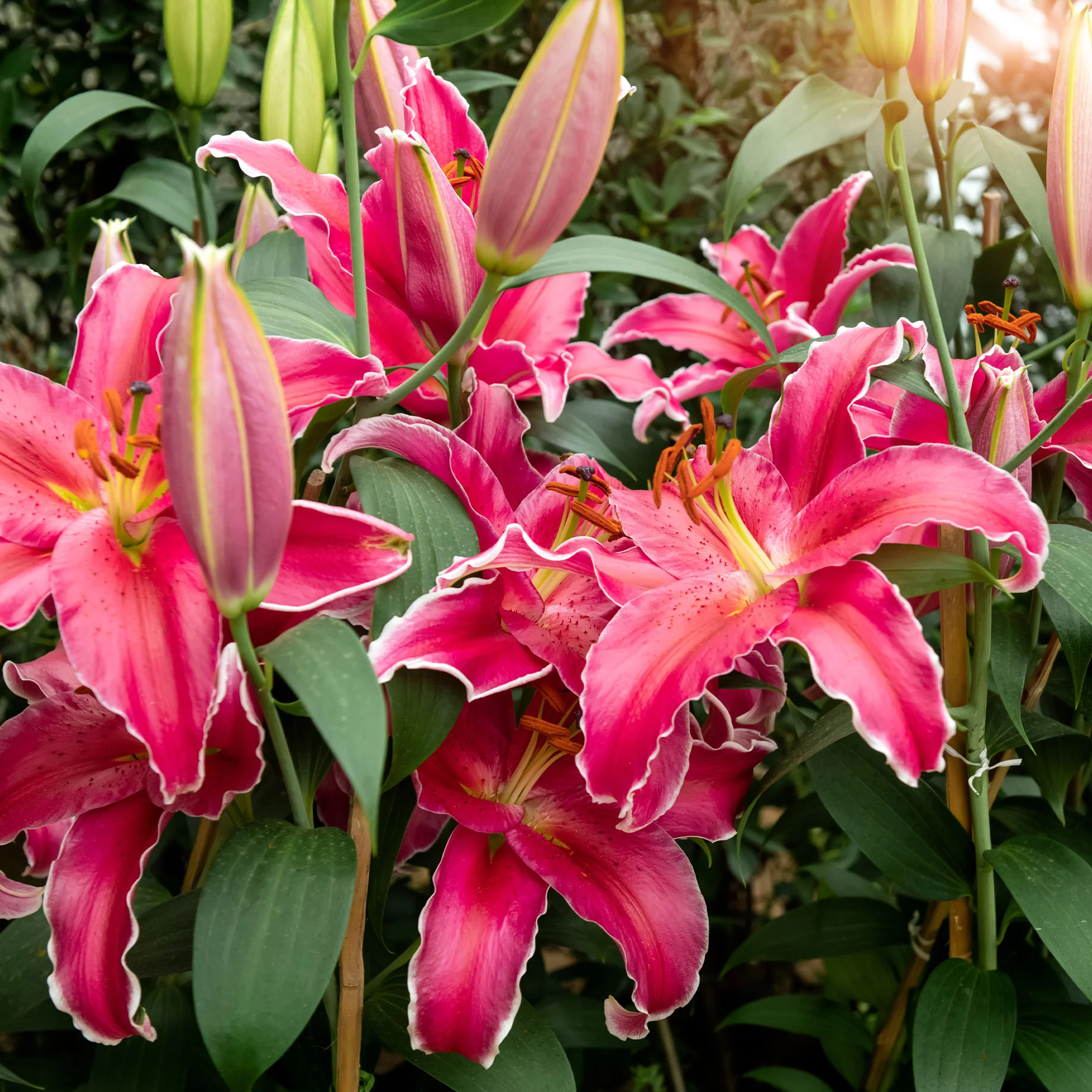 Lis Gomera - Image 3
