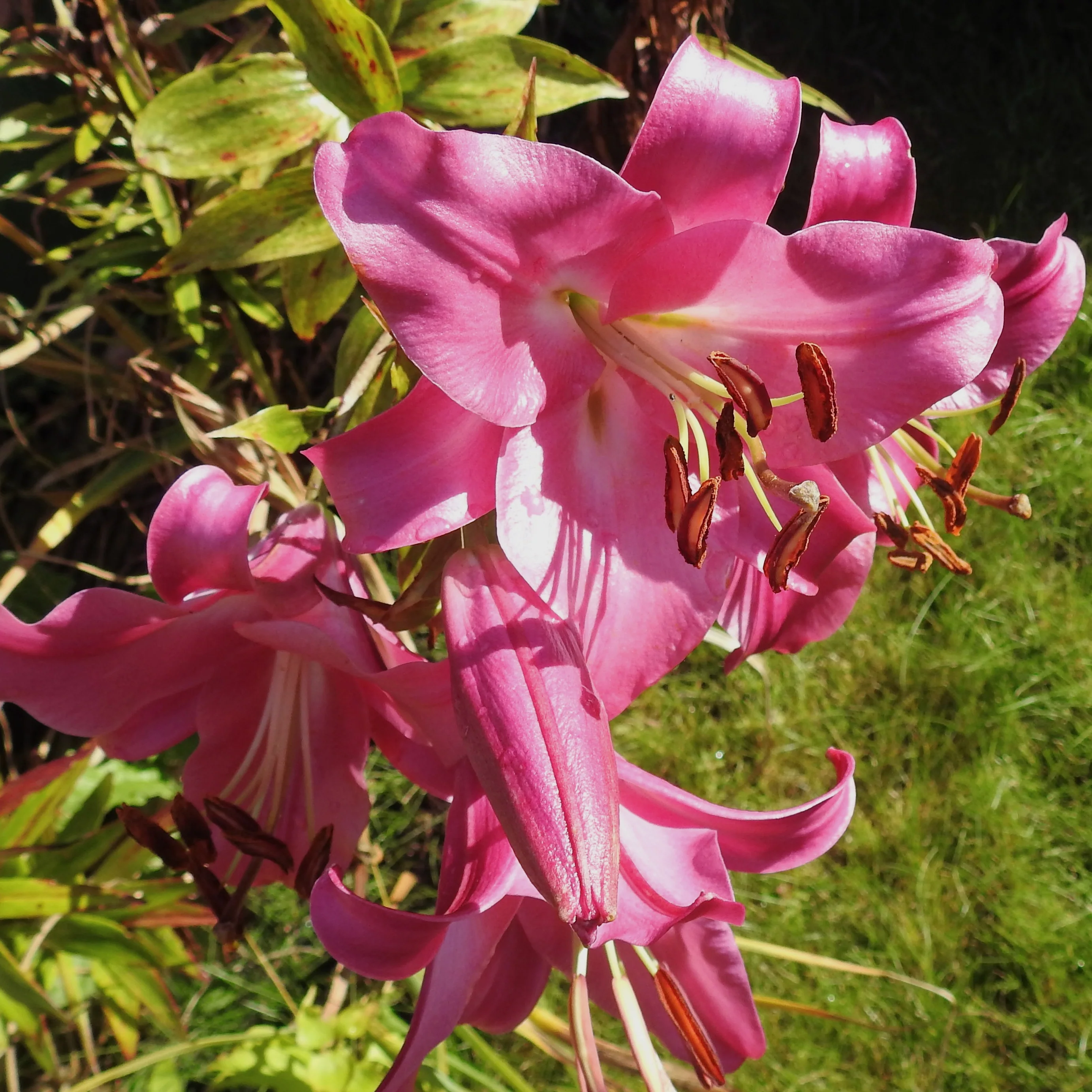 3 Lis Trompette Pink Perfection