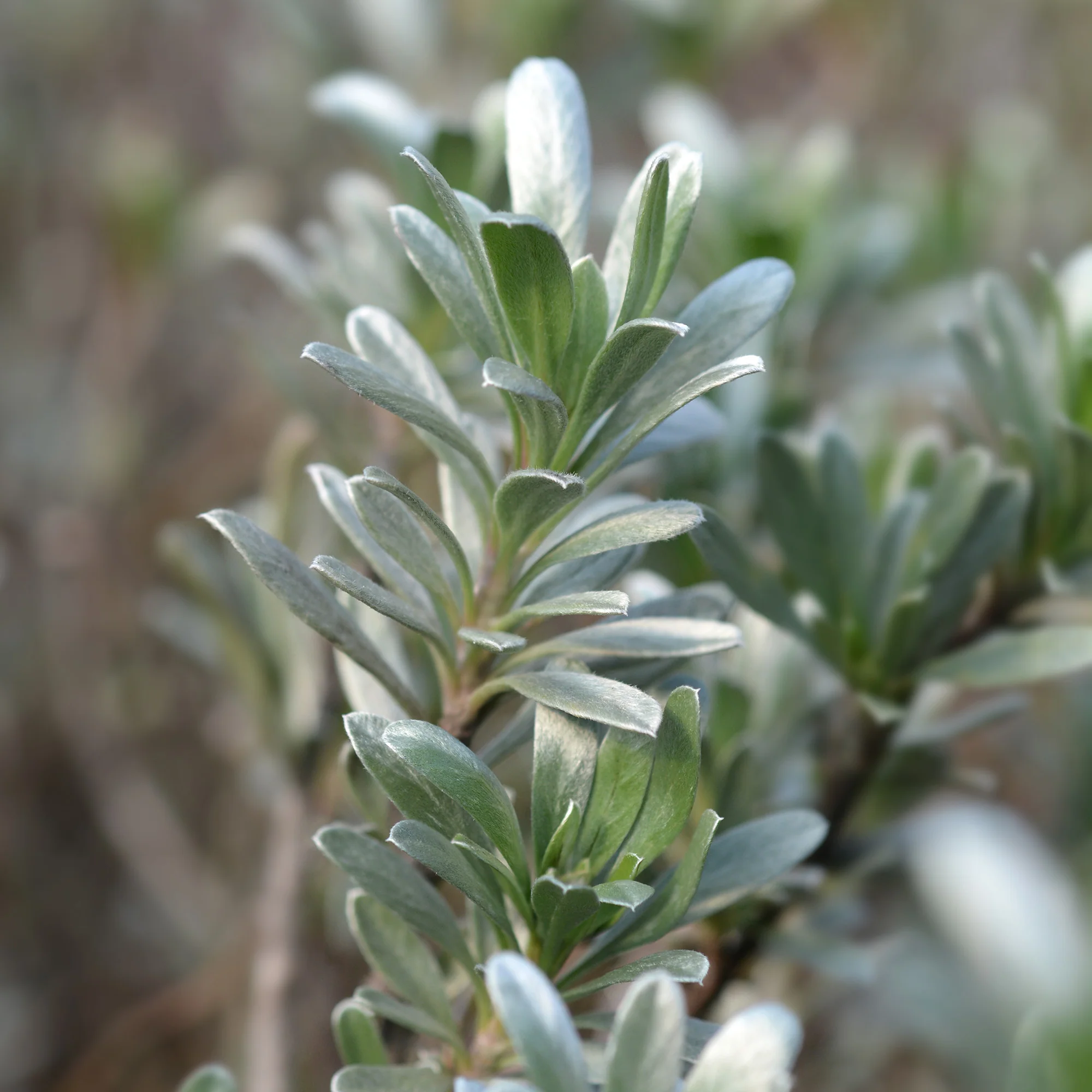 Liseron arbustif argenté - Image 3