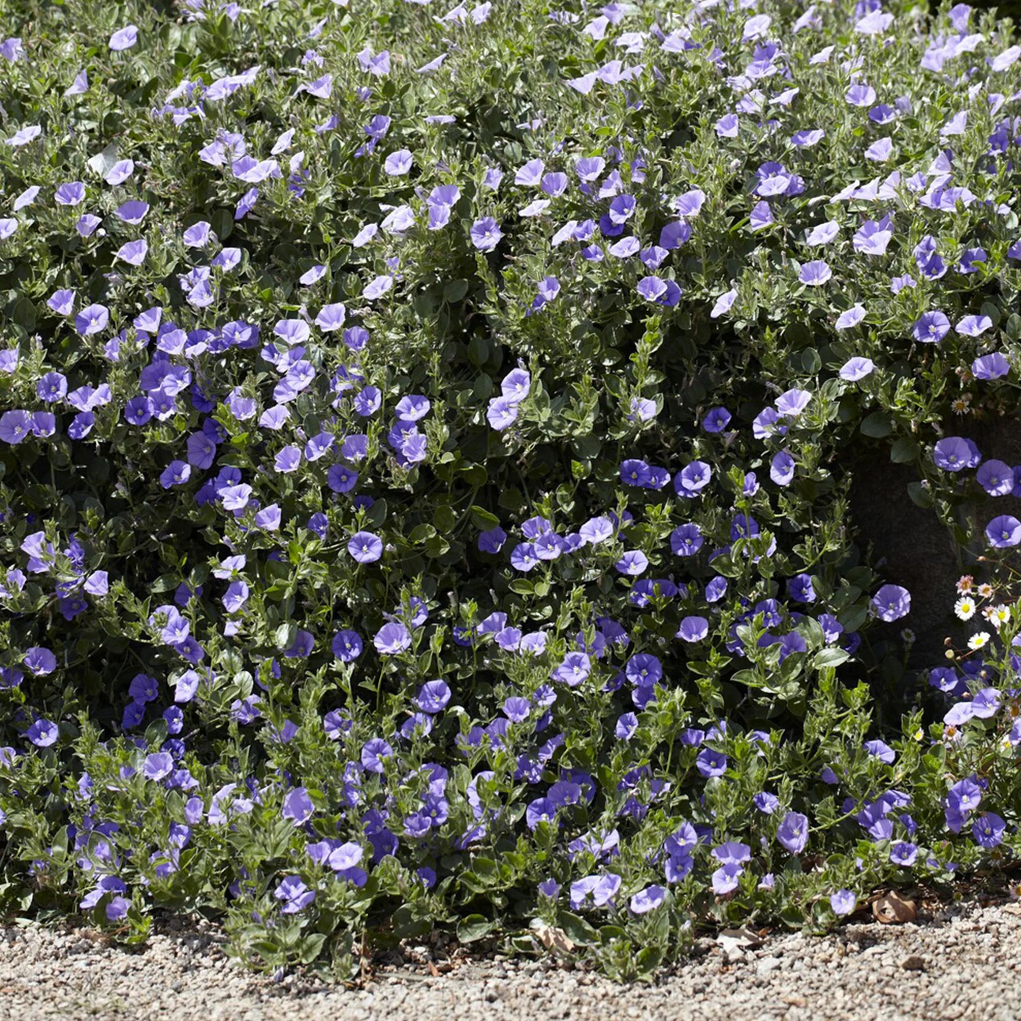 Liseron de Mauritanie Compacta - Image 3