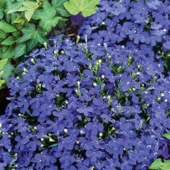 Lobelia Emperor William - Image 2