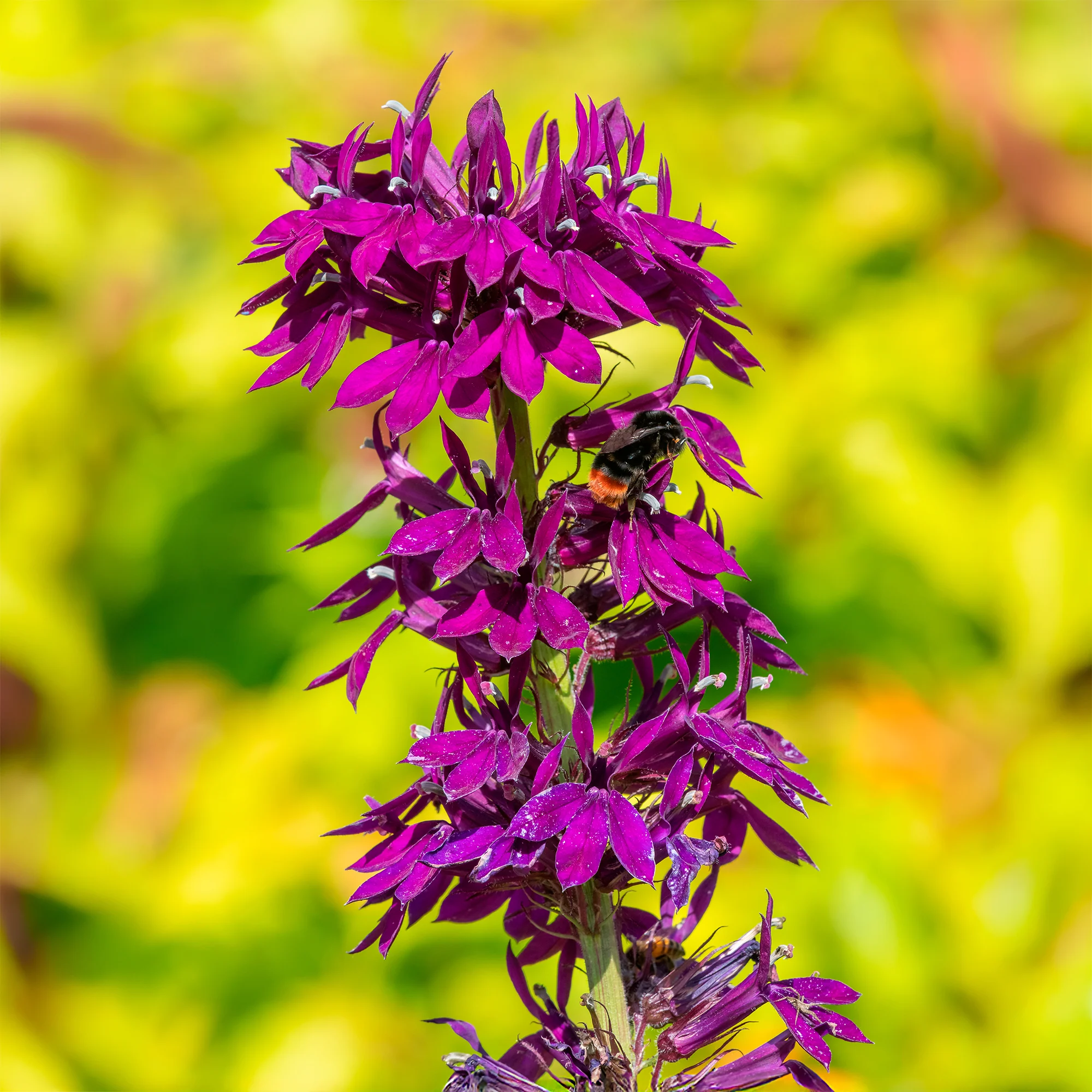Lobelia Vedrariensis - Image 2