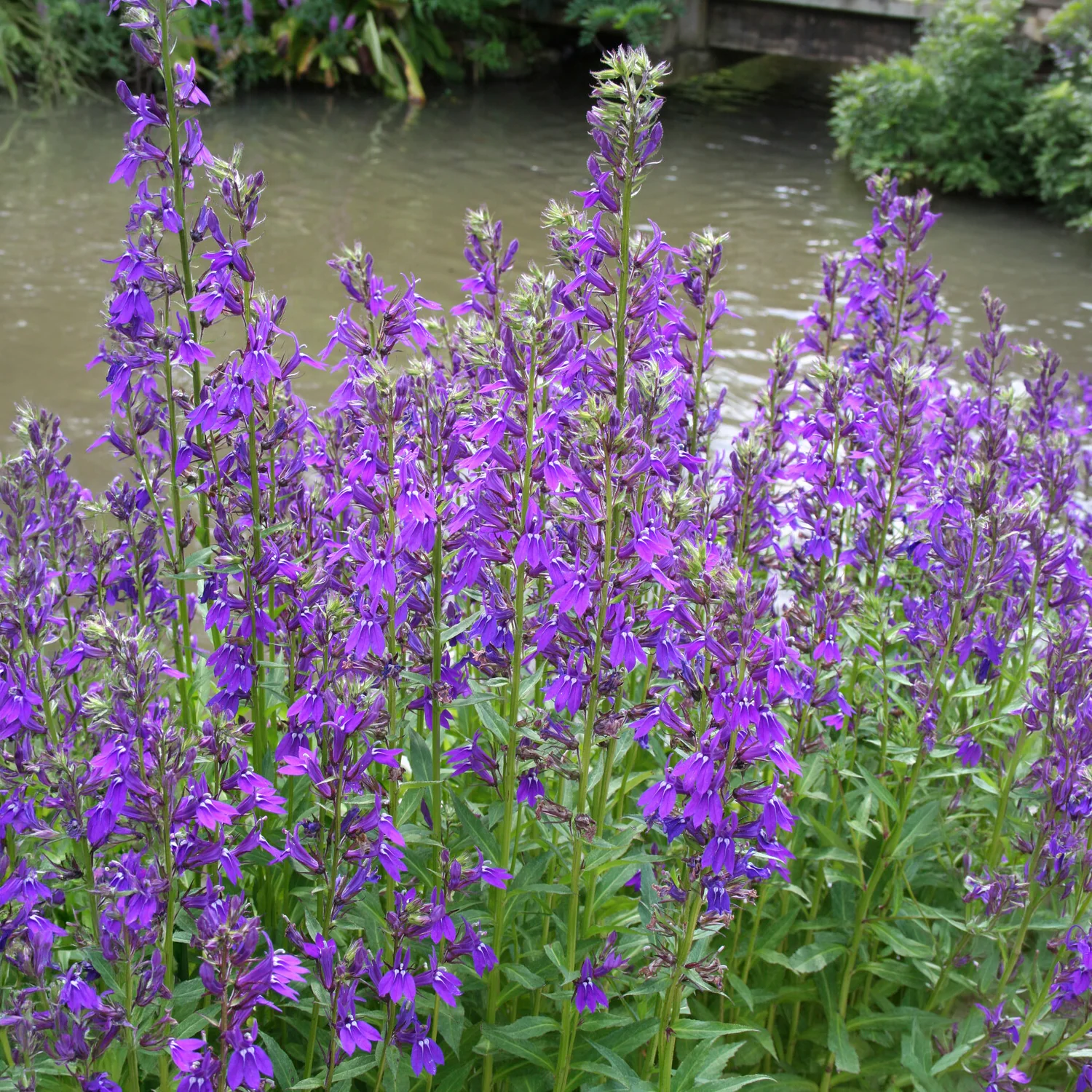 Lobelia Vedrariensis - Image 3