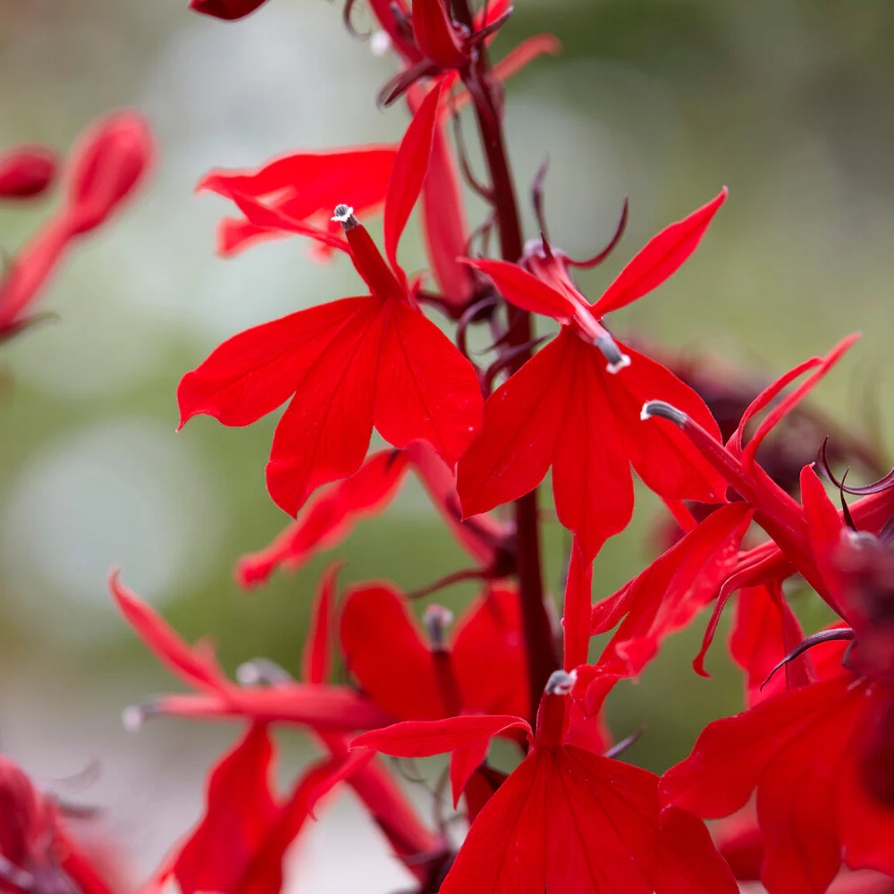 Lobelia écarlate Queen Victoria - Image 2