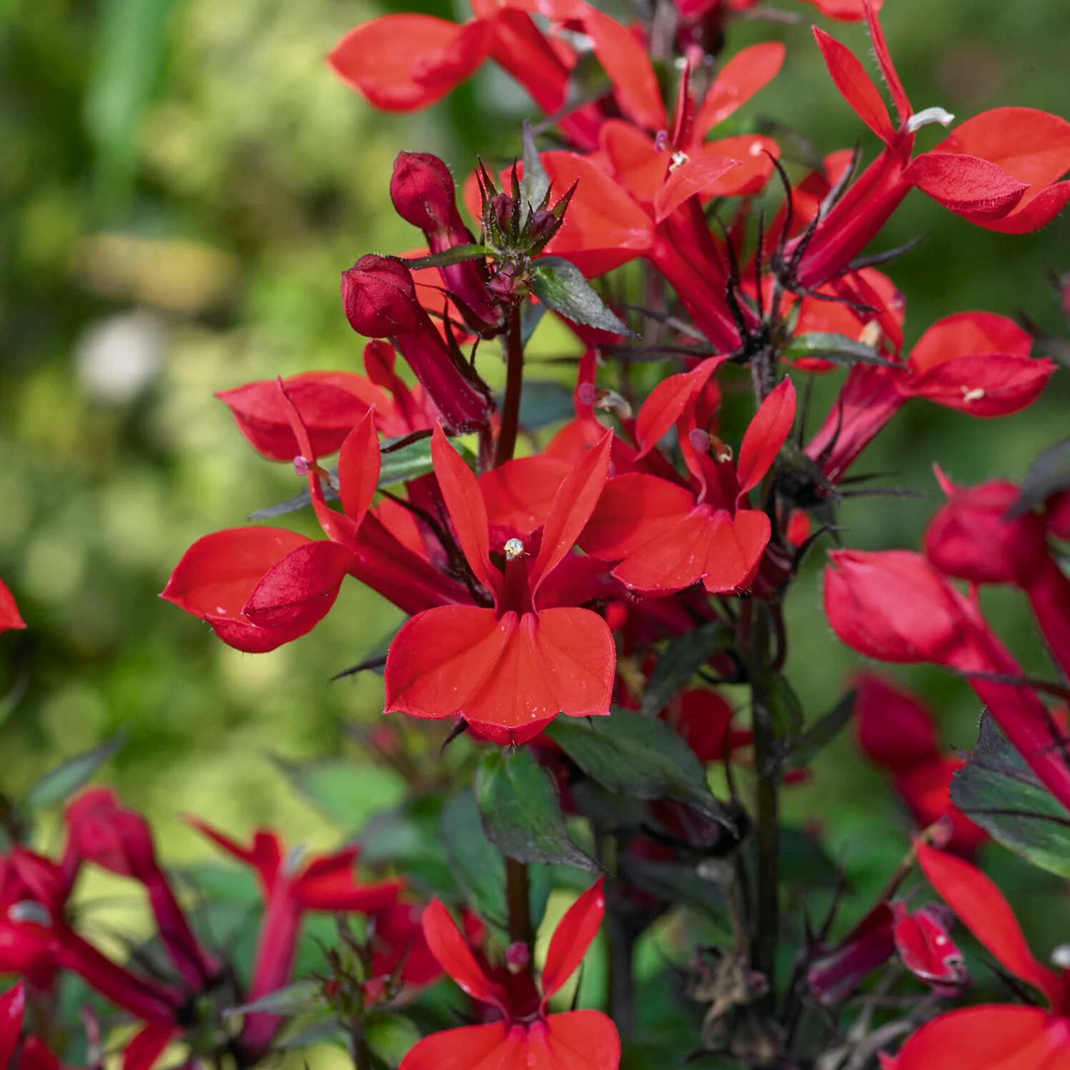 Lobelia écarlate Queen Victoria - Image 3
