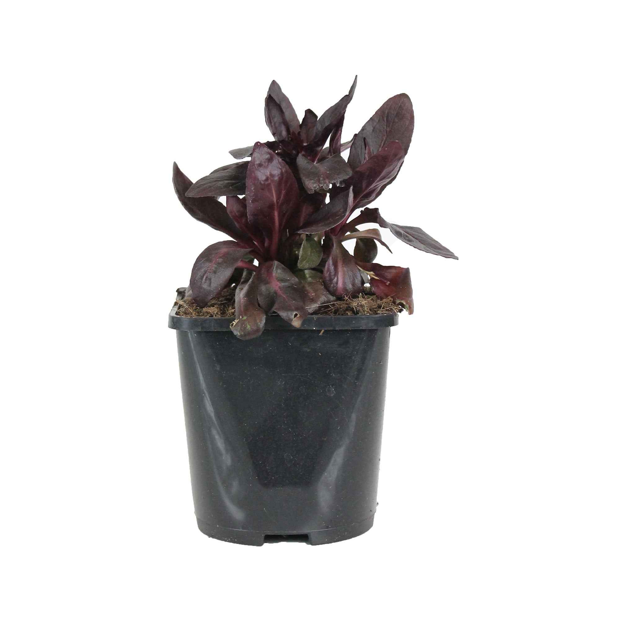 Lobelia écarlate Queen Victoria - Image 4