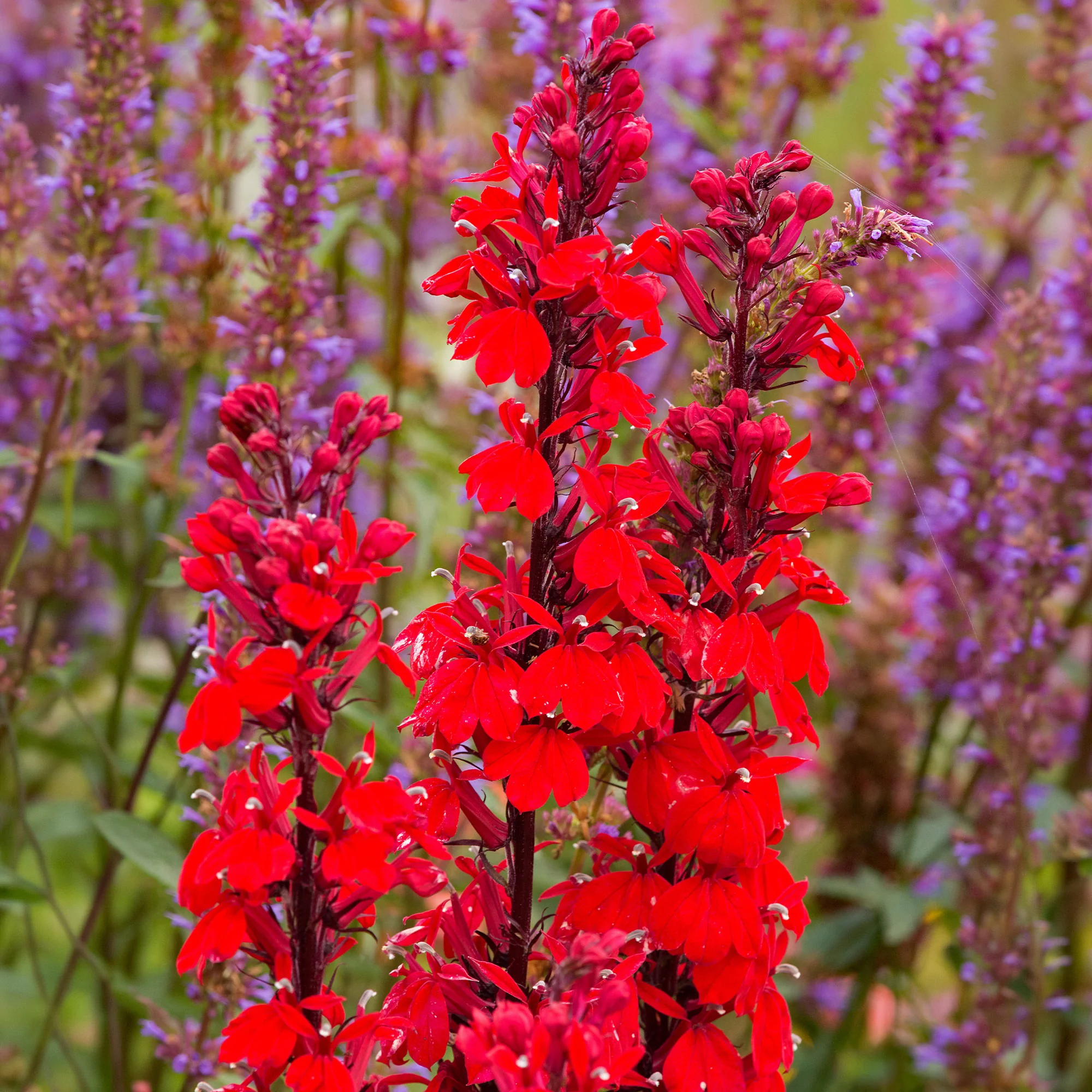 Lobelia écarlate Queen Victoria - Image 5