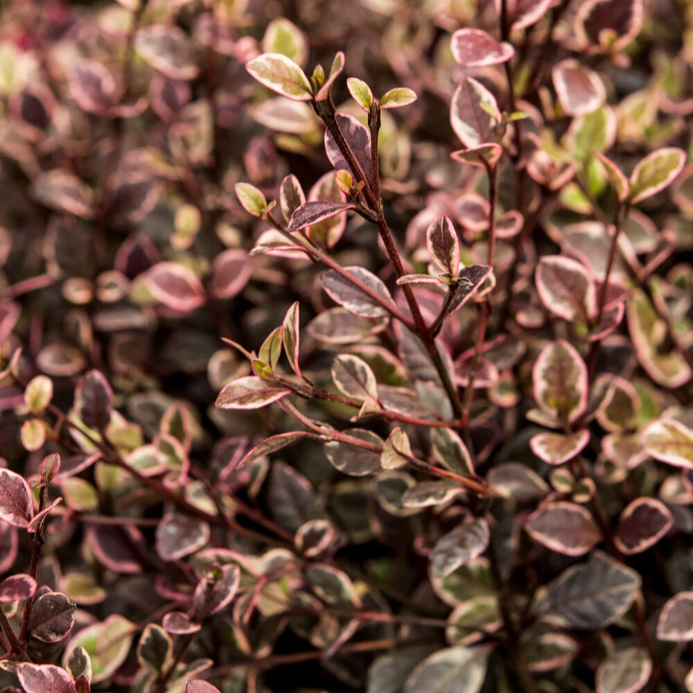 Lophomyrtus ralphii Little Star - Image 2