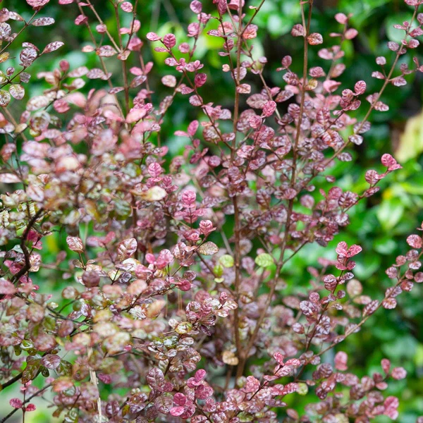 Lophomyrtus ralphii Purpurea Nana