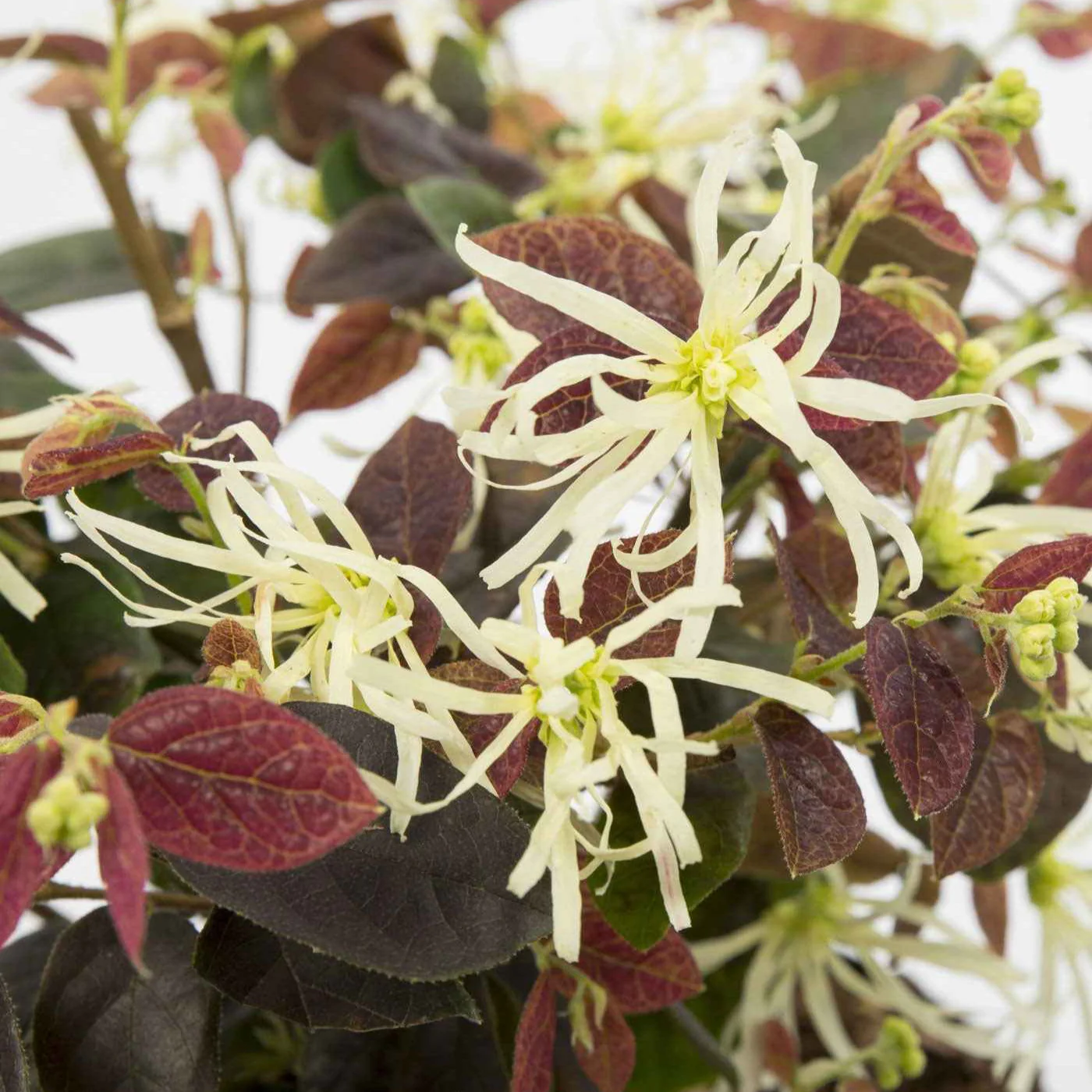 Loropétale de Chine Loropetalum 'Ruby Snow' blanc - Image 2