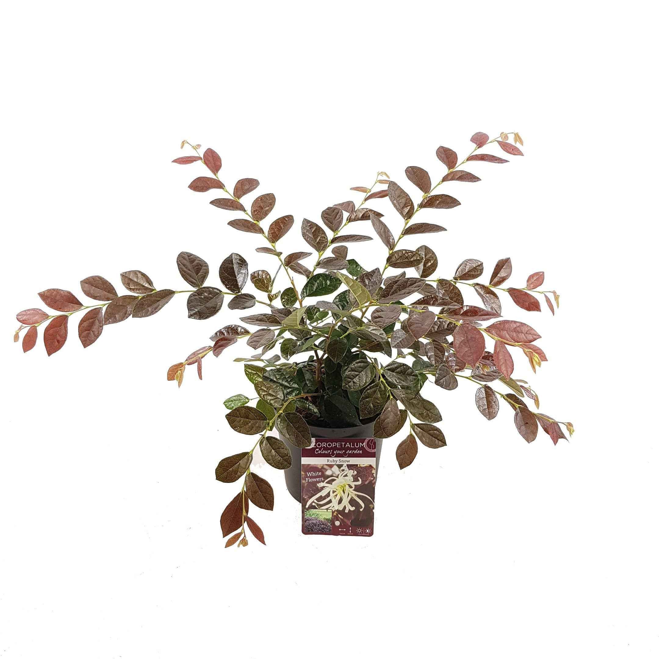 Loropétale de Chine Loropetalum 'Ruby Snow' blanc - Image 3