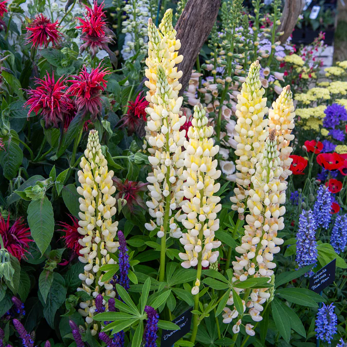 Lupin Chandelier - Image 3