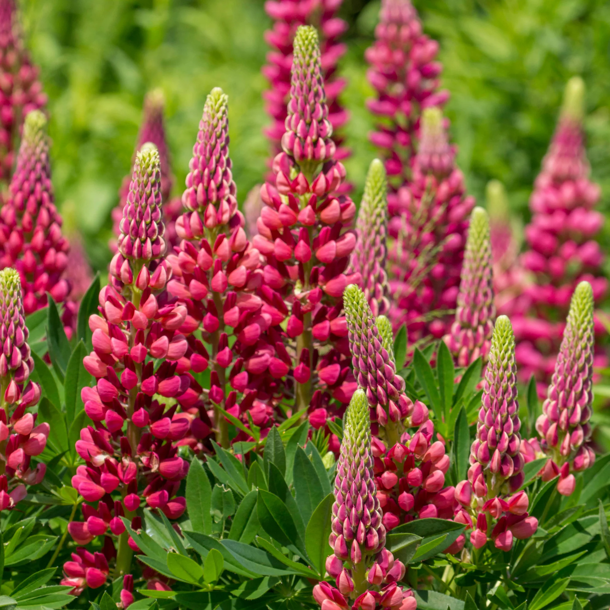 Lupin Gallery Red - Image 3